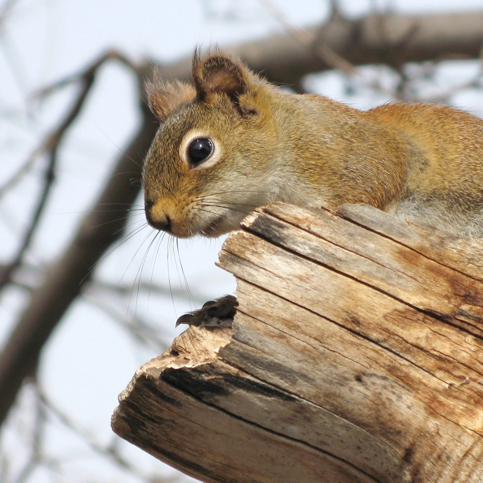 brown squirrel above on wood log, red squirrel, red squirrel