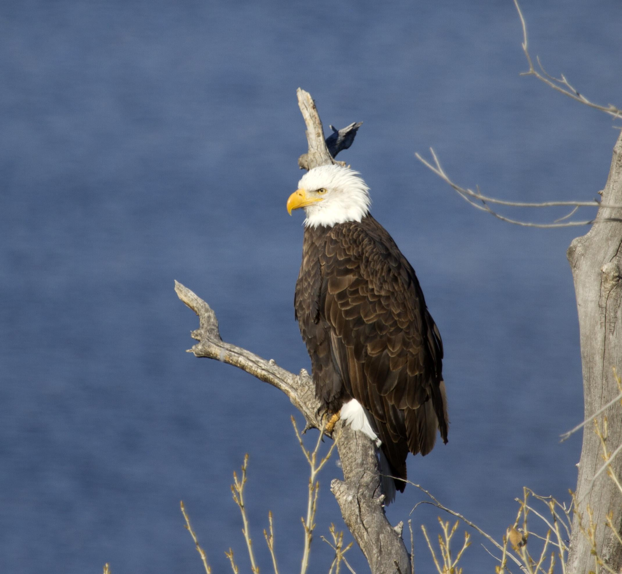 photo of Bald Eagle on tree branch during daytime, bald  eagle