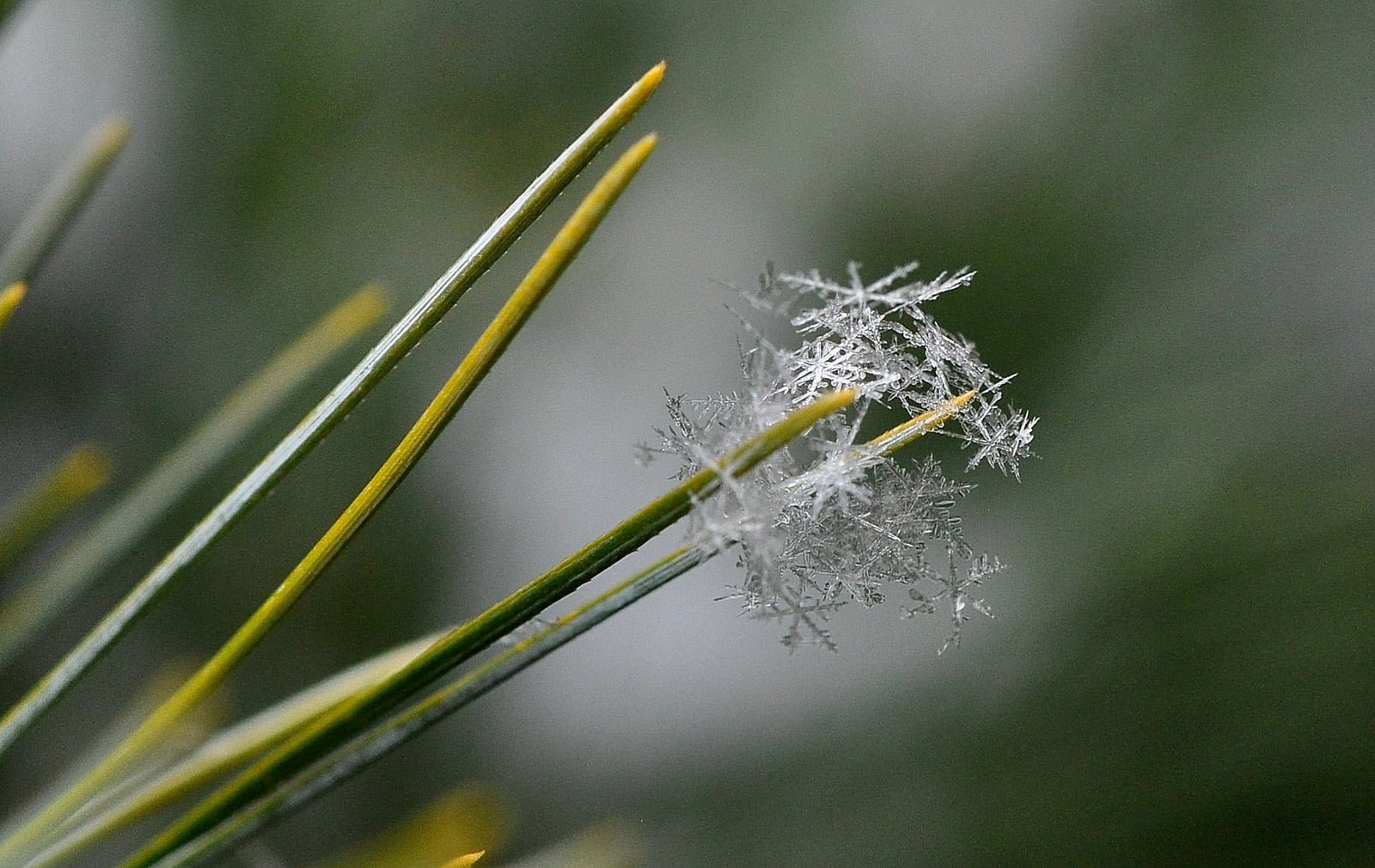 close up photography of leaf plant with snow flakes, bunch, snowflakes