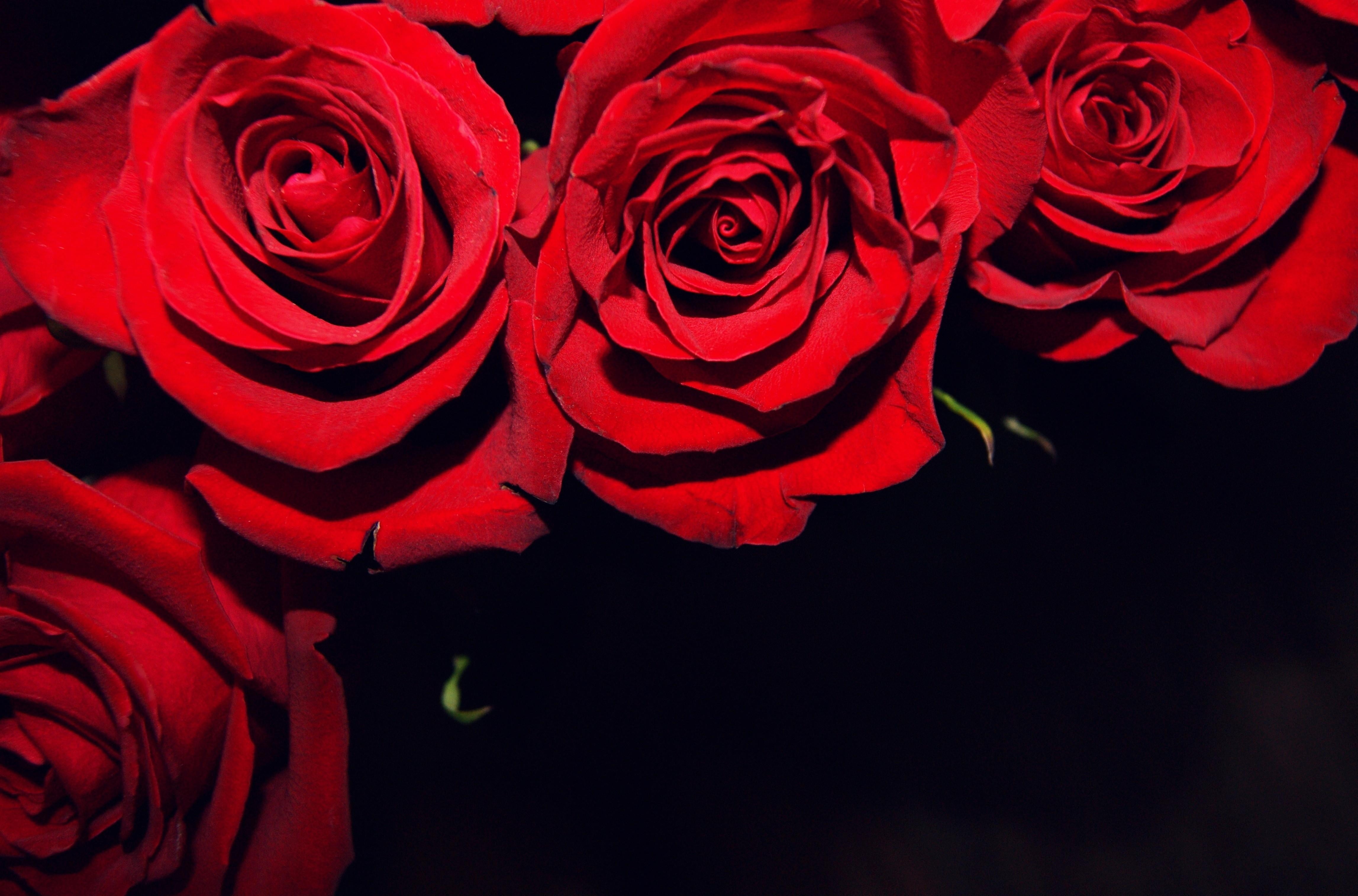 red rose arrangement, roses, flowers, buds, black background