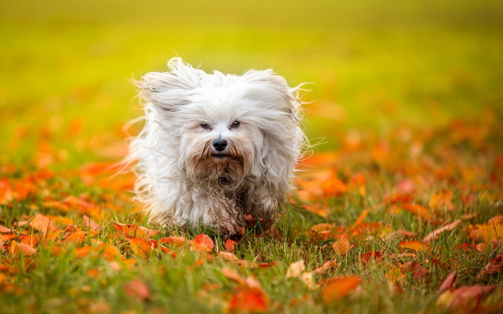 long-coated white puppy, havanese puppy, fluffy, autumn, foliage