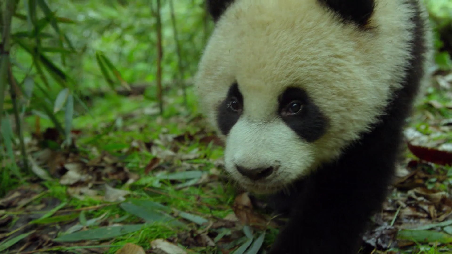 Free download | HD wallpaper: panda, China, Sichuan, chengdu ...