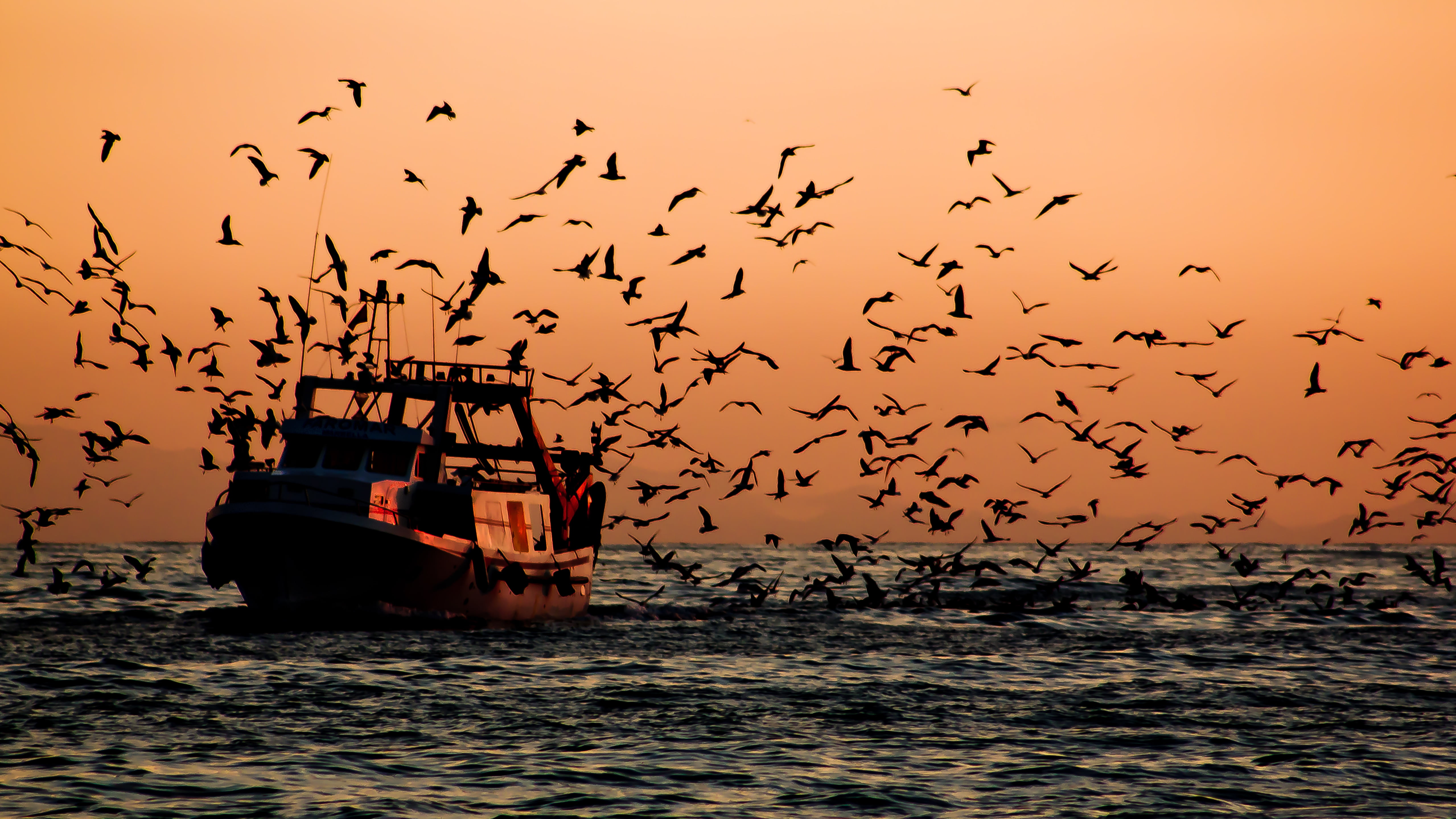 flock of birds near boat sailing, Return, Barco, pesquero, pesca