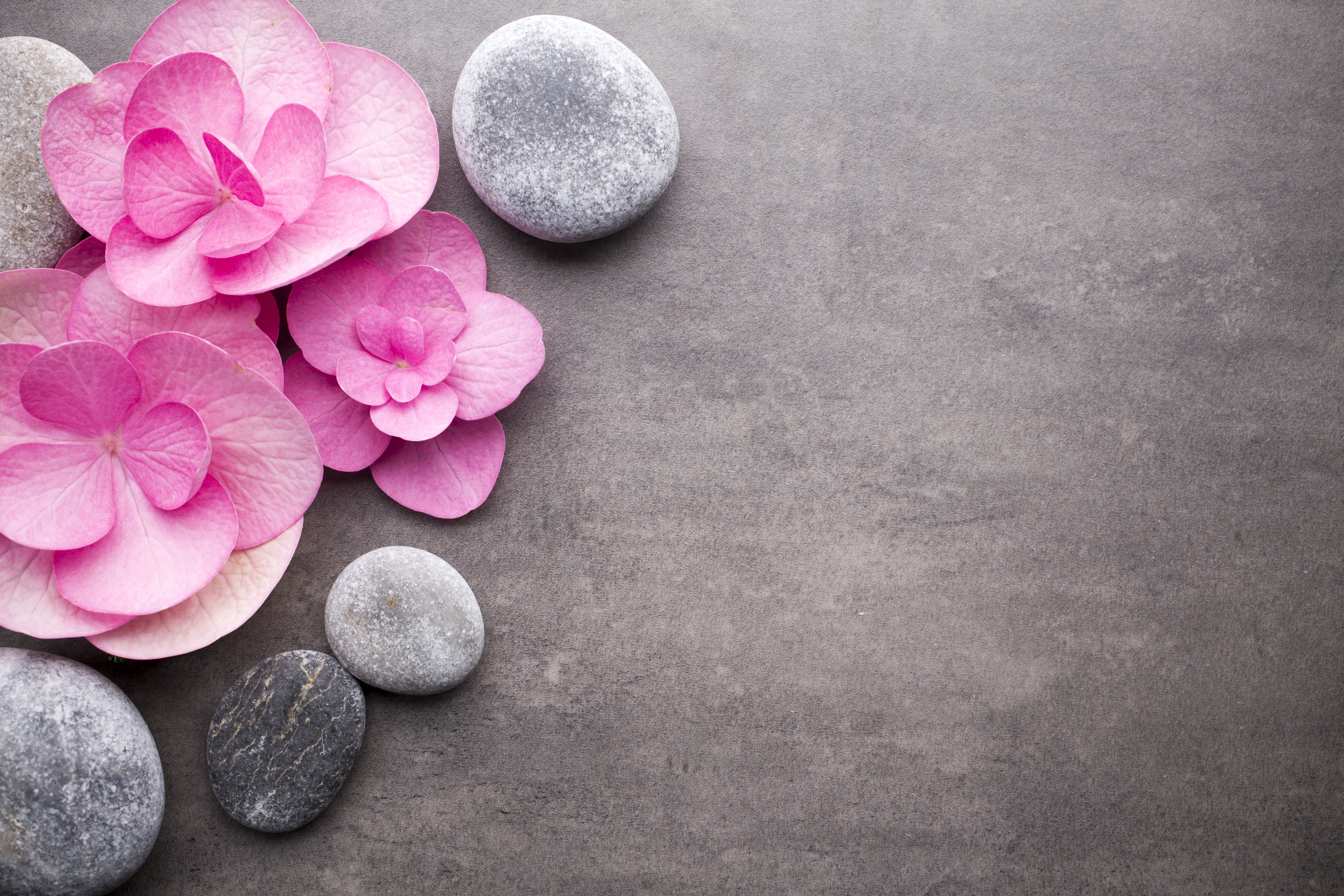 flowers, stones, pink, spa, zen, rock, solid, beauty in nature