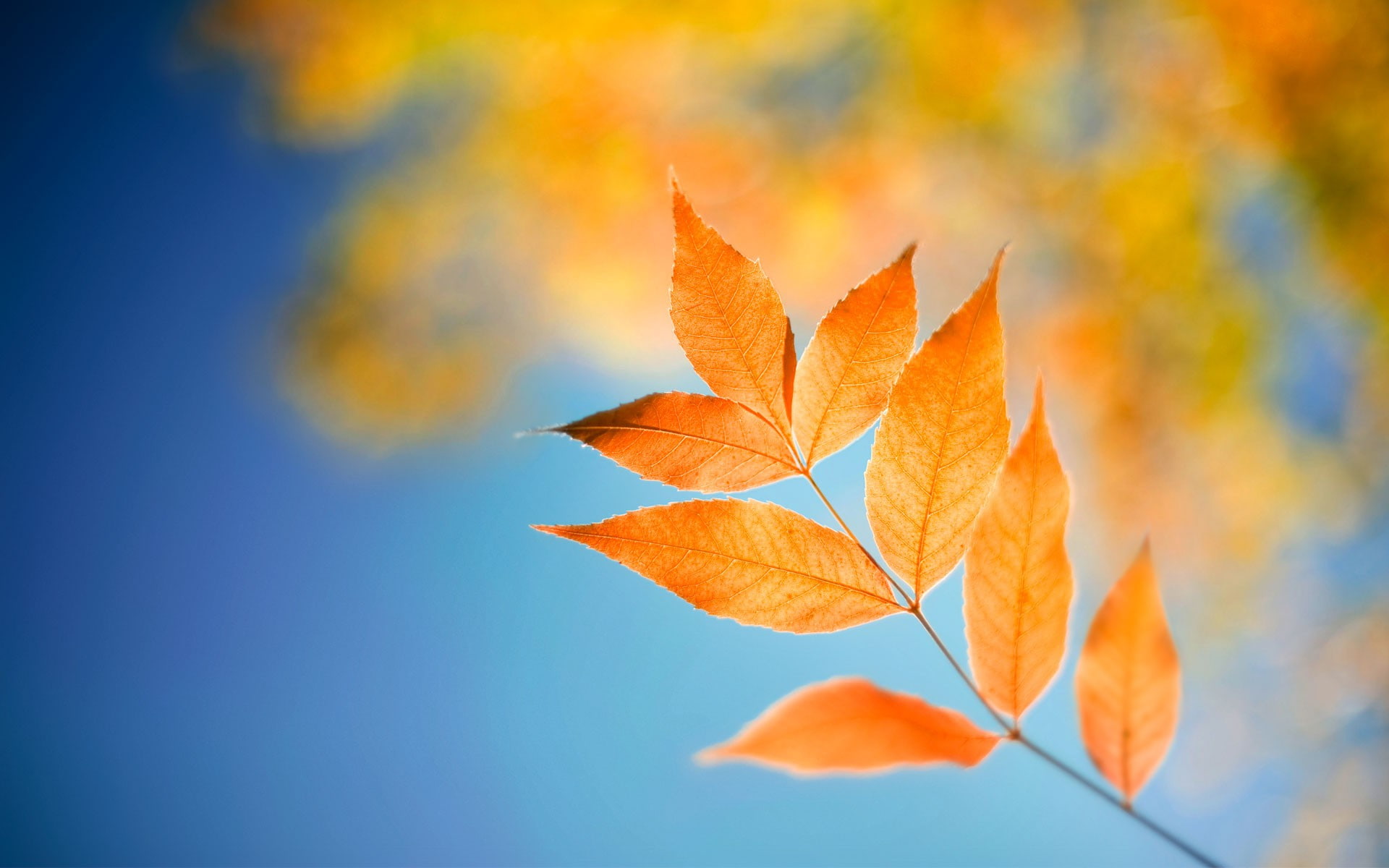 Leaves, brown leaf, Leaves  HD