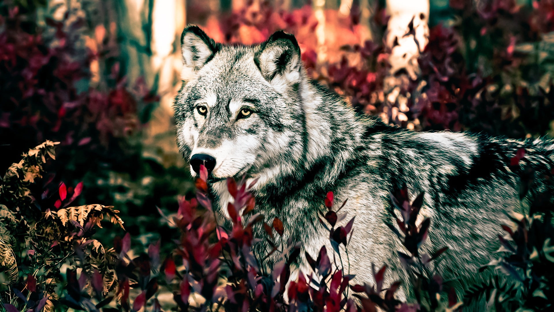 forest, wolf