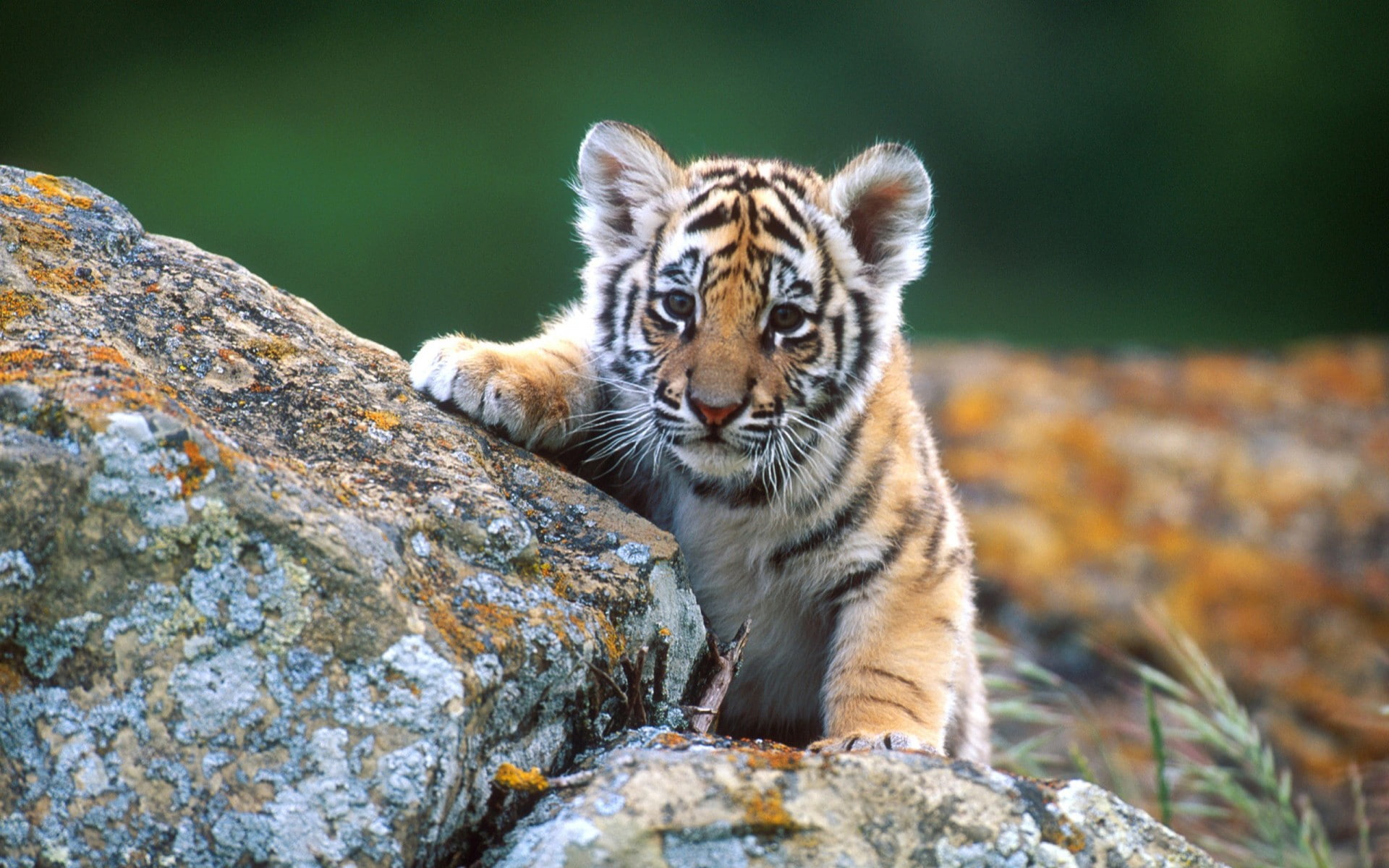 animals tiger cubs, animal wildlife, one animal, mammal, animals in the wild