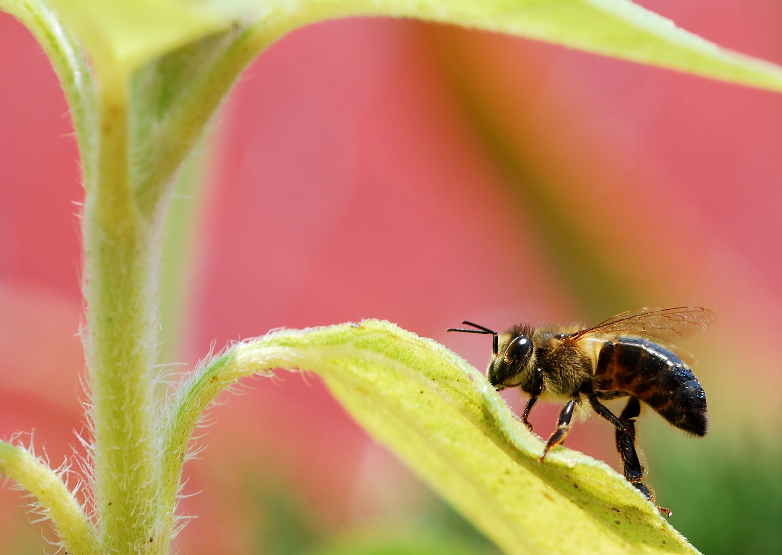 shallow focus photography of honey bee on leaf during daytime