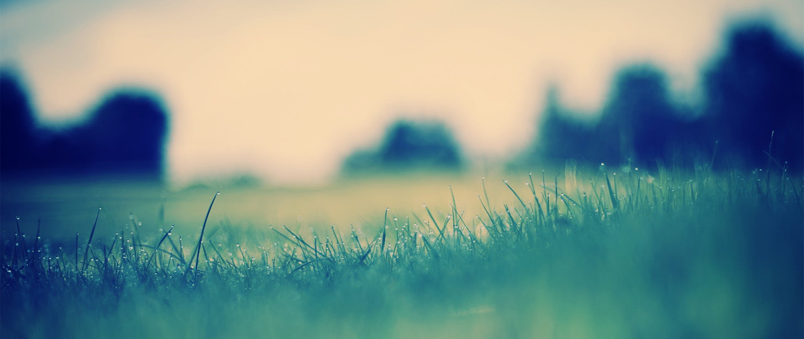 green grass, ultra-wide, depth of field, nature, plant, selective focus