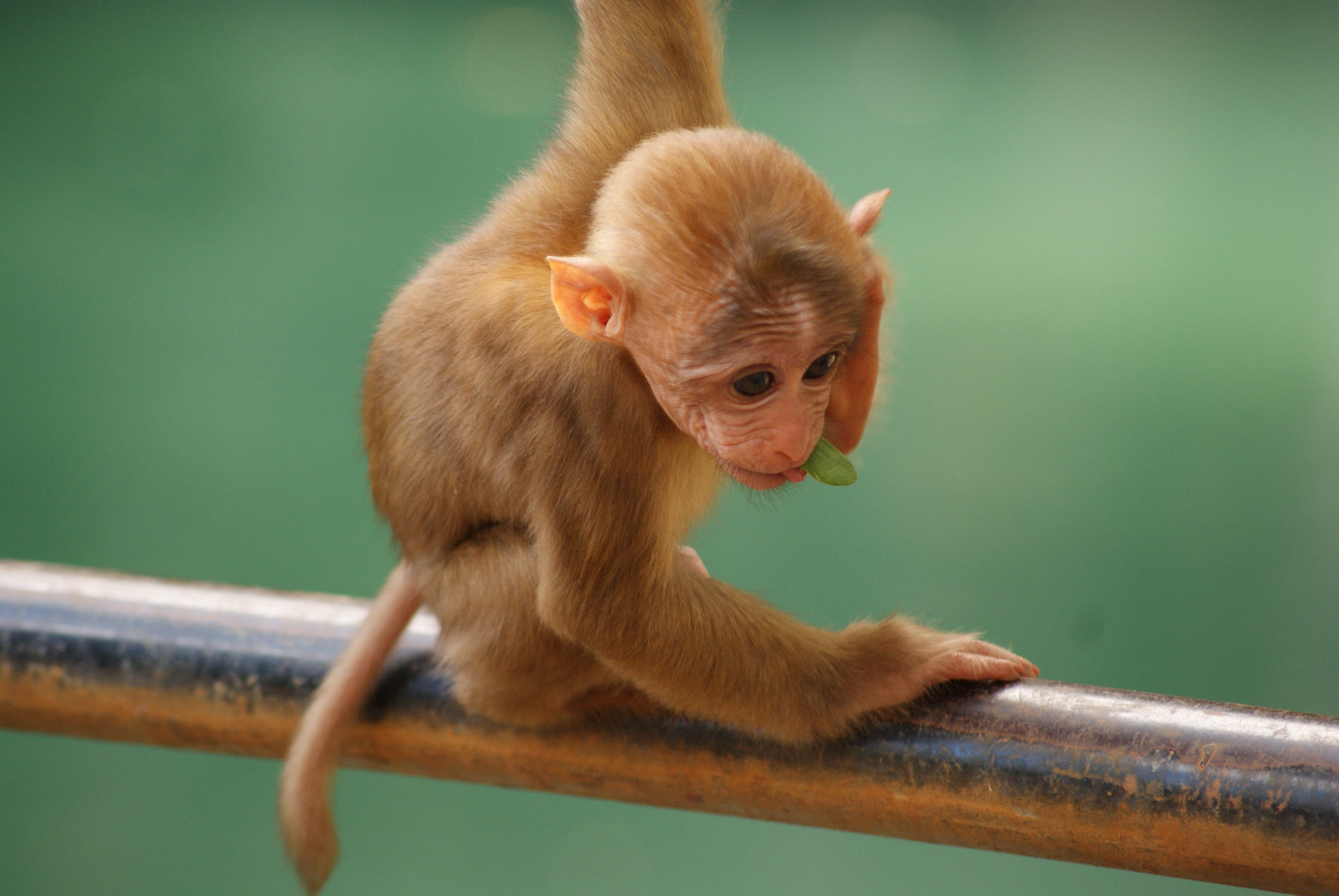 brown monkey, funny, little, animal, cute, primate, mammal, wildlife
