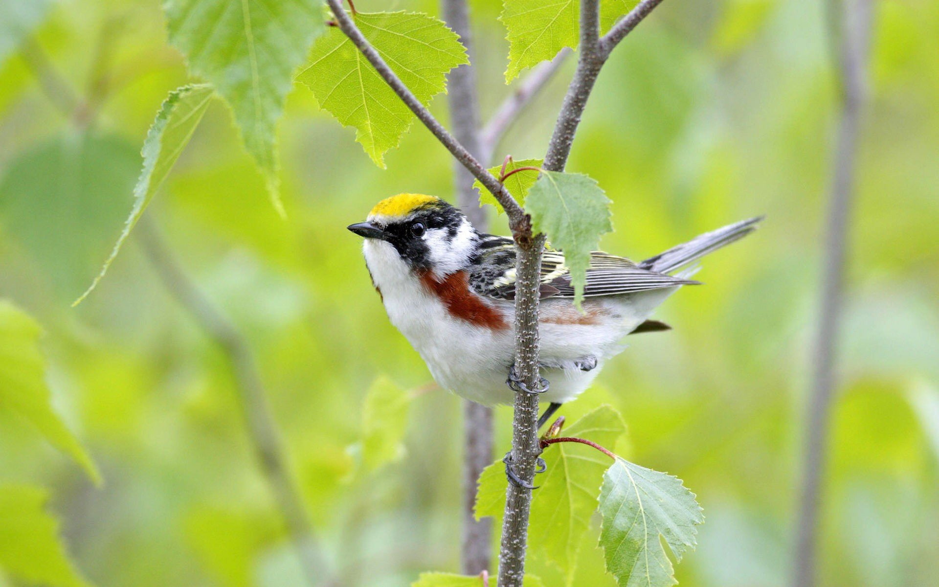 birds, canada, leaves, male, warblers