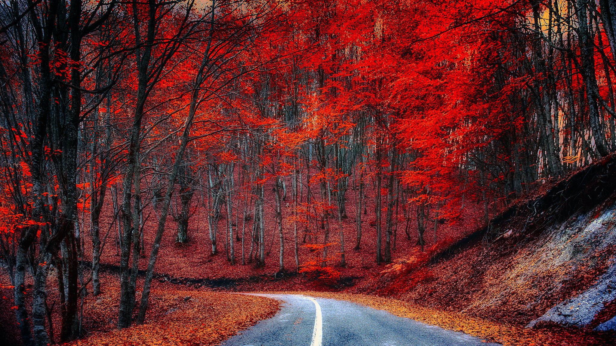 red tree lot, road, autumn, forest, leaves, trees, the crimson