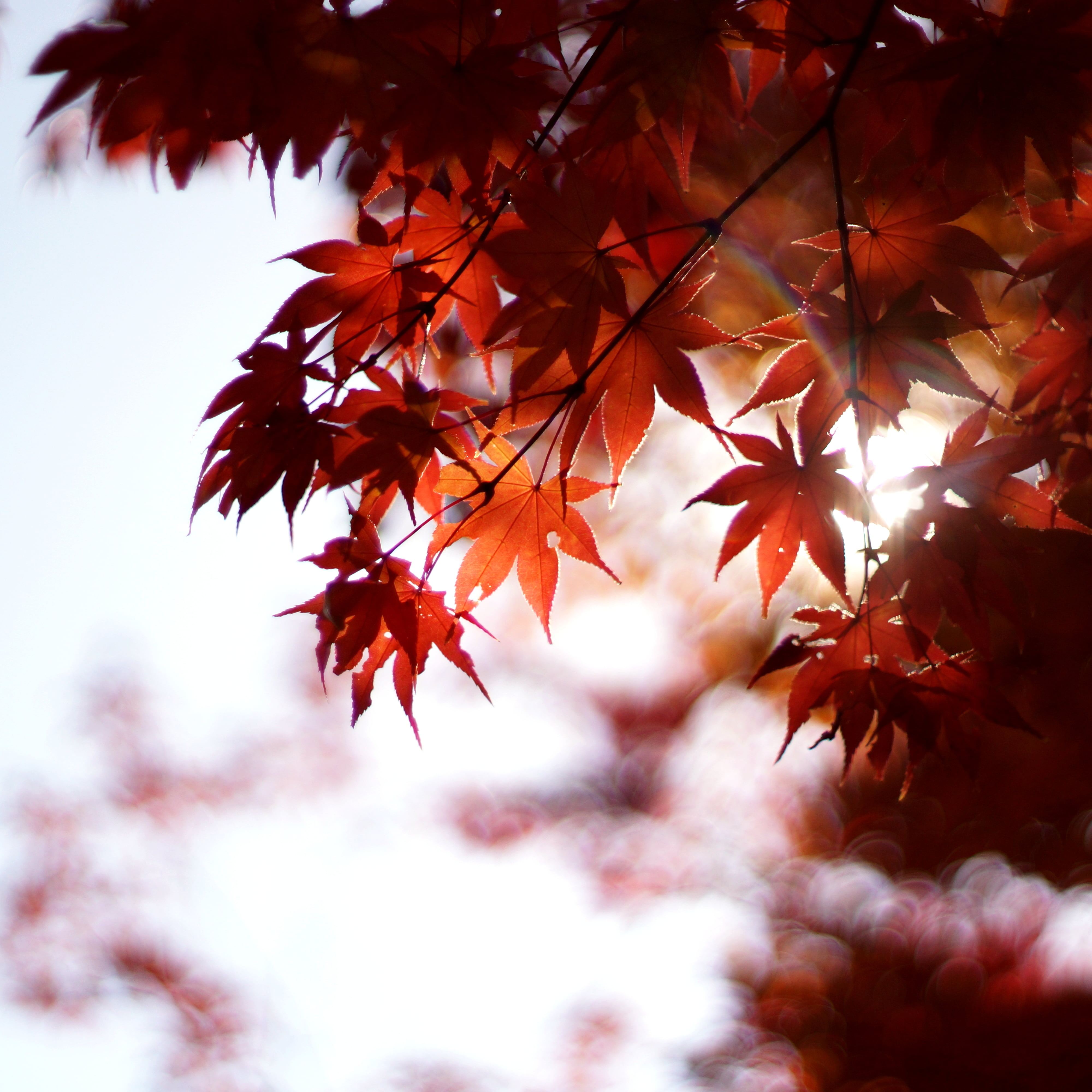 selective focus of autumn leaves, light, Super, Takumar, F1.4