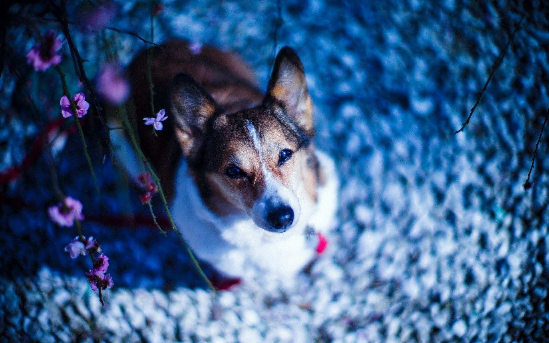 tricolor Pembroke Welsh corgi, dog, sit, face, flowers, branches