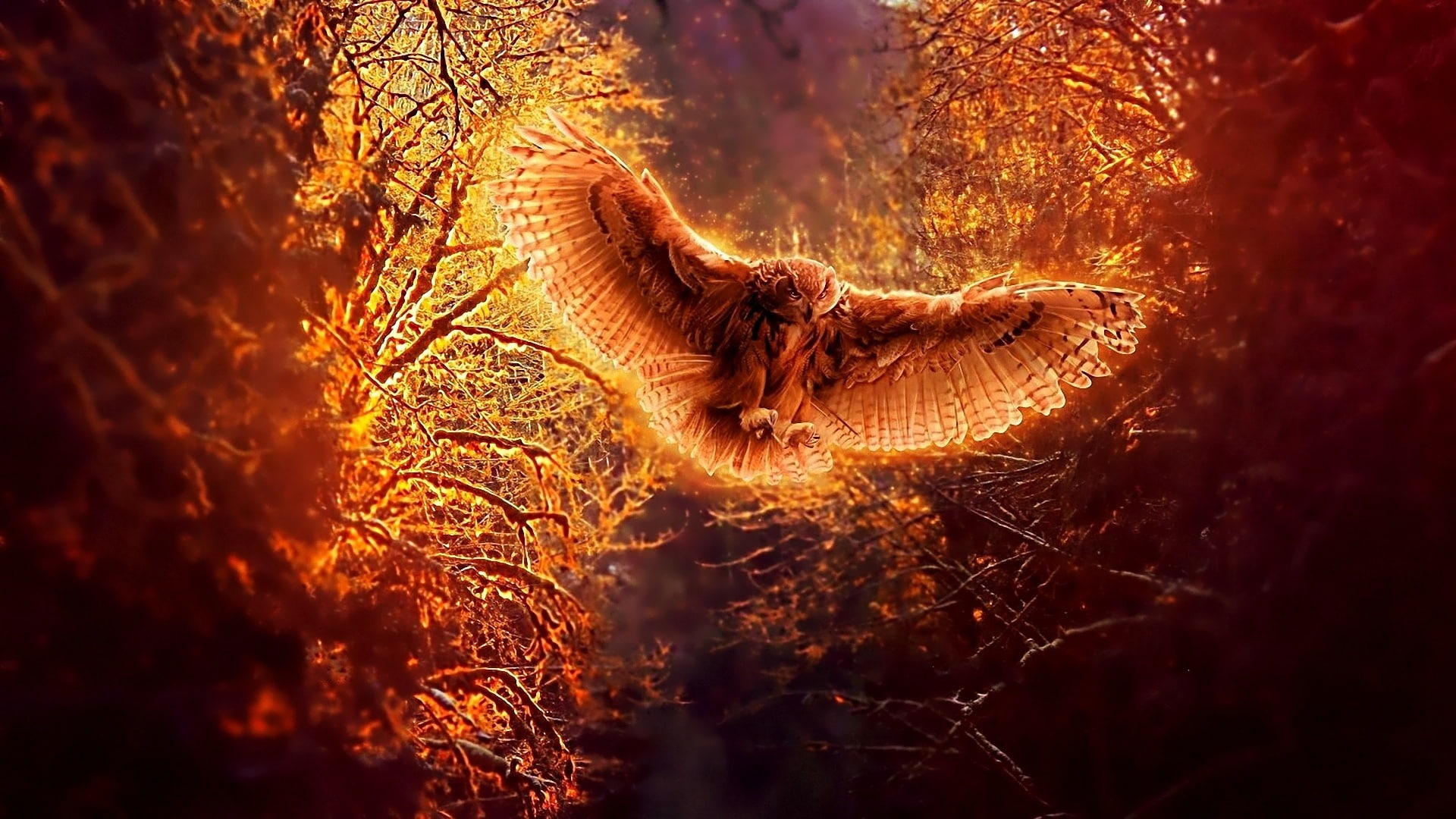 Owl in flight at night forest, orange and brown flying owl