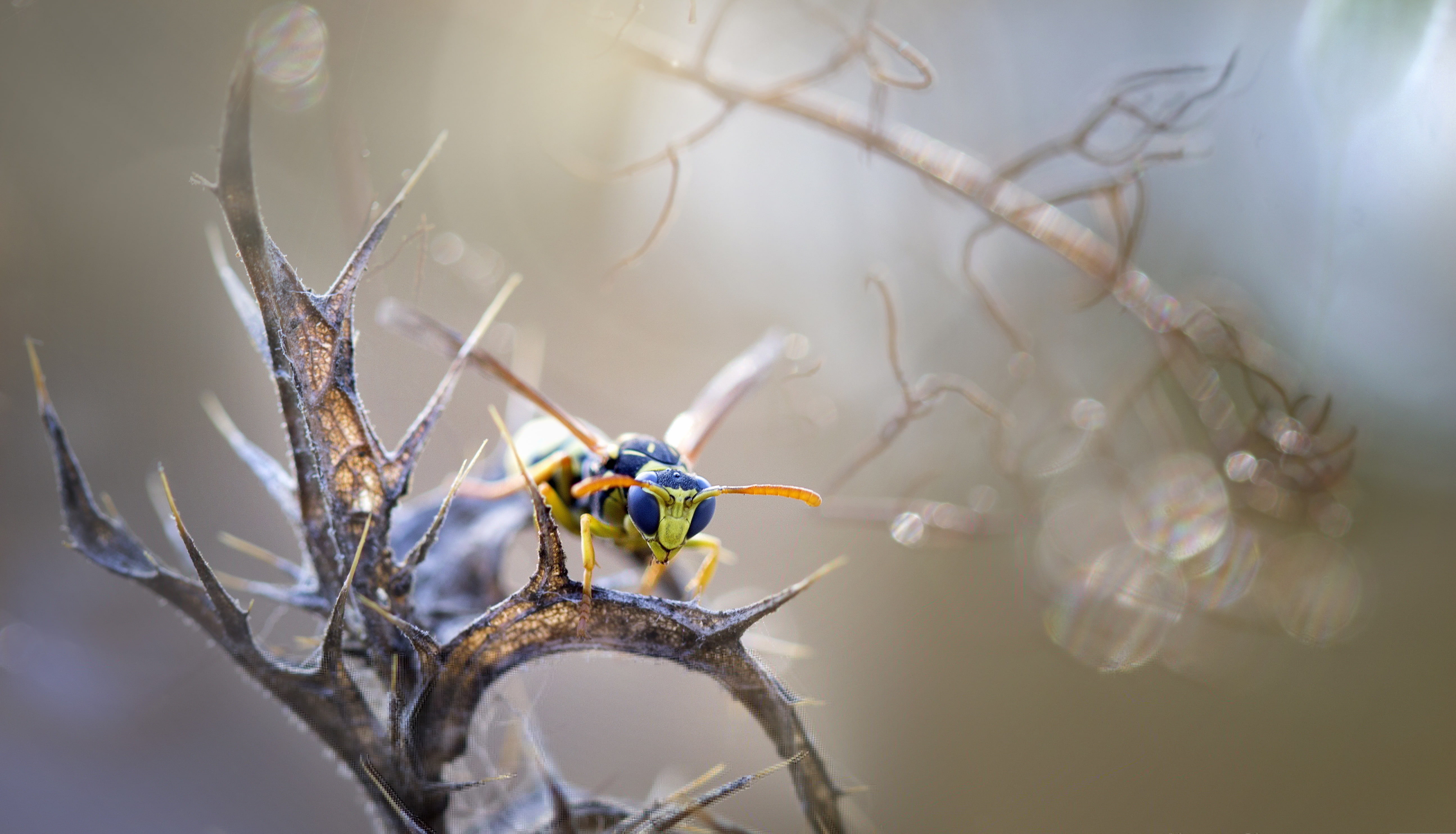 insects, nature, background