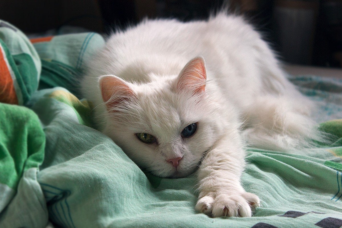 cat, Heterochromia