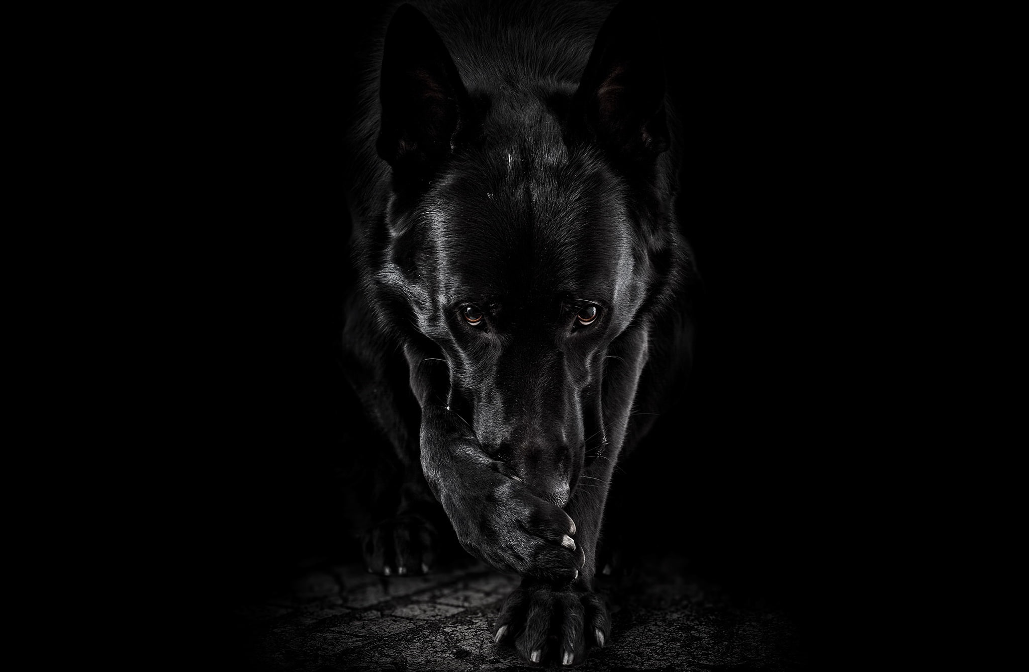 look, background, dog