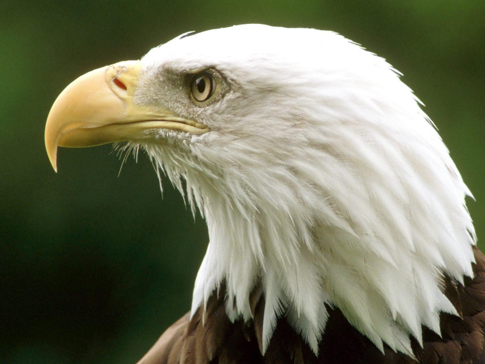 bald eagle
