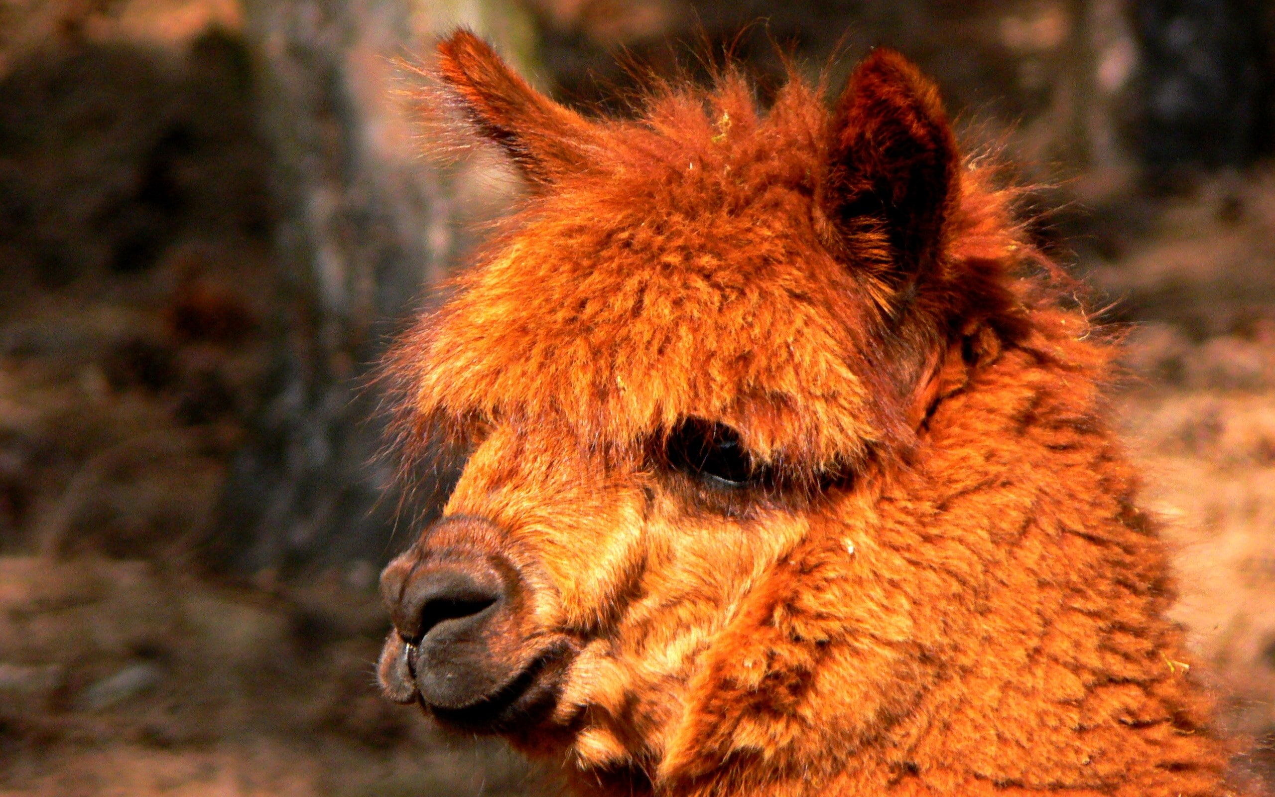 alpaca