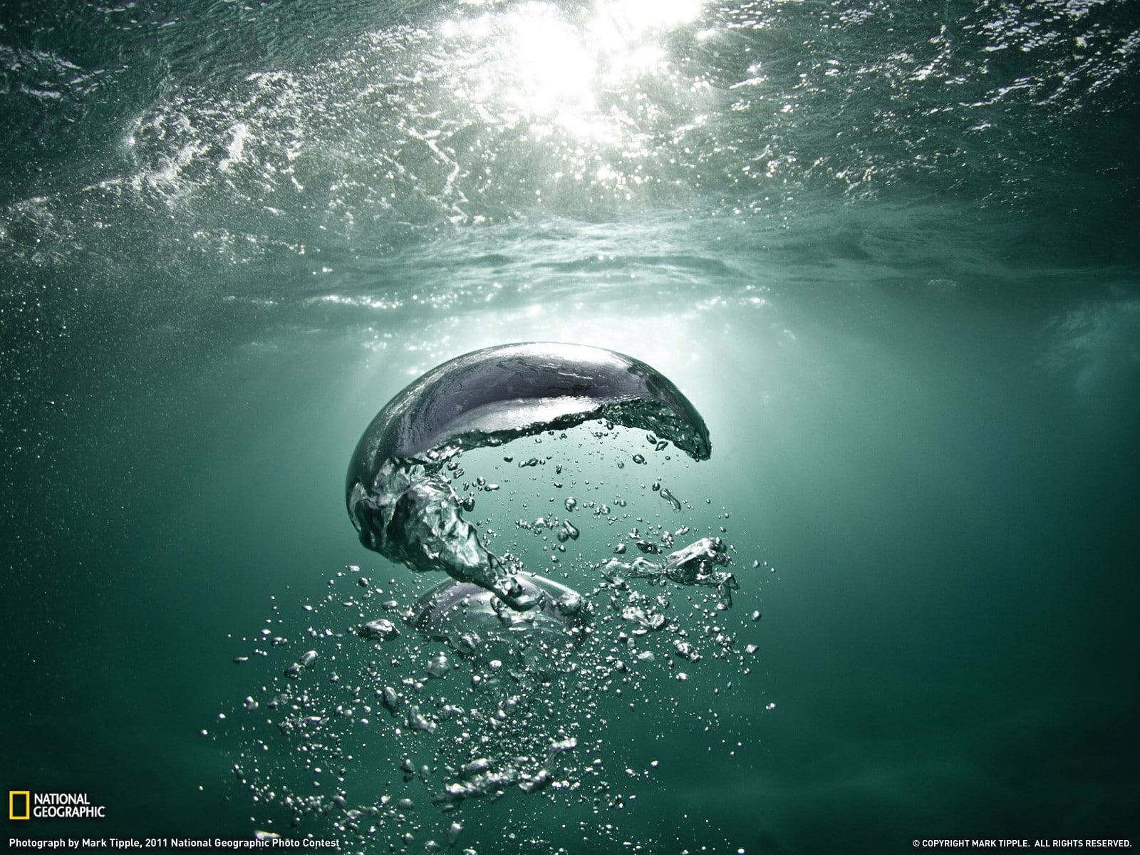 water, sea, underwater, National Geographic, bubbles, nature