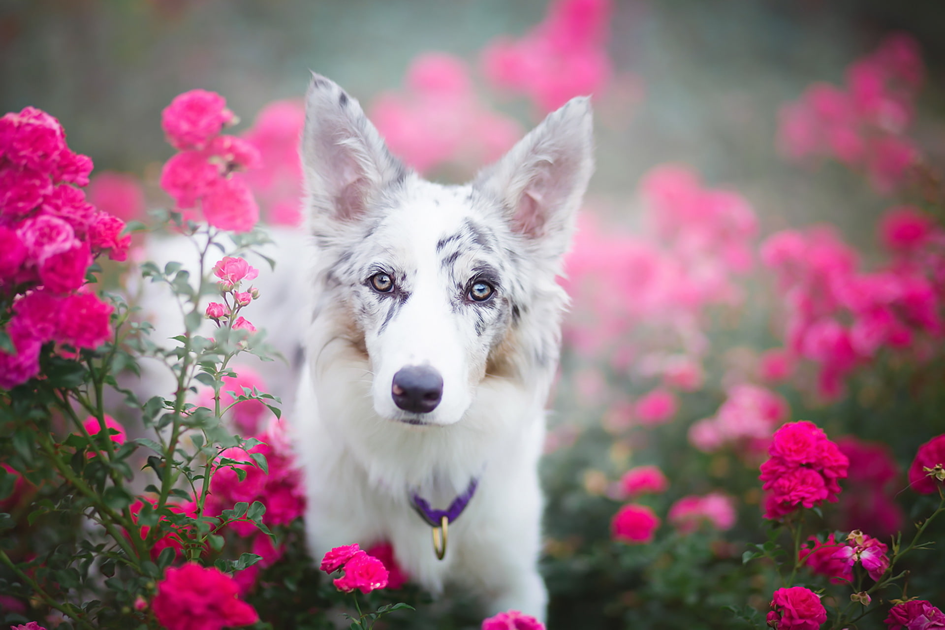 look, each, dog