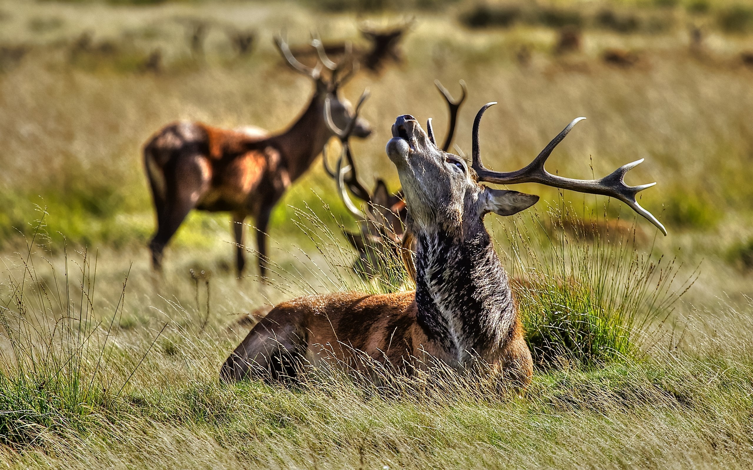 deer