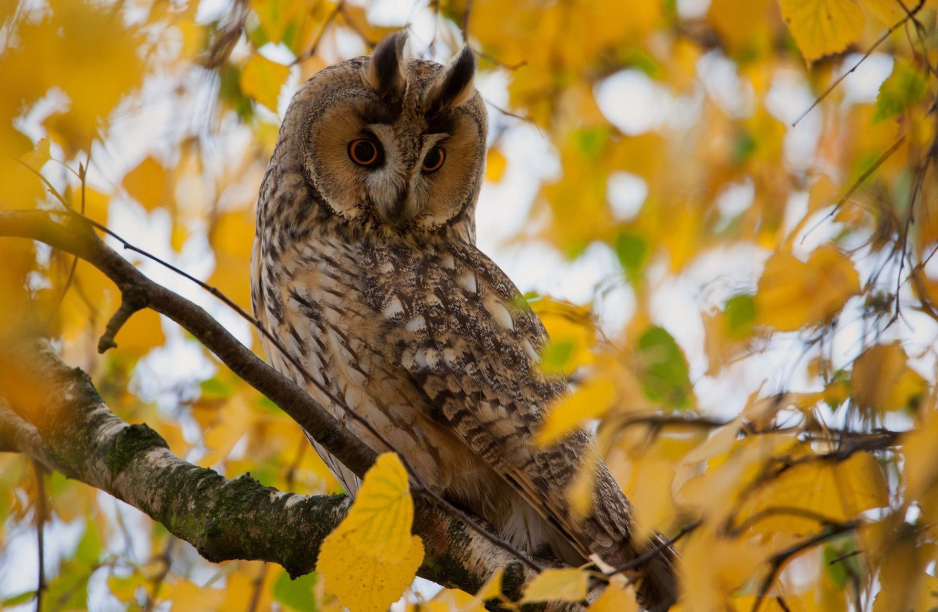 Birds, Owl