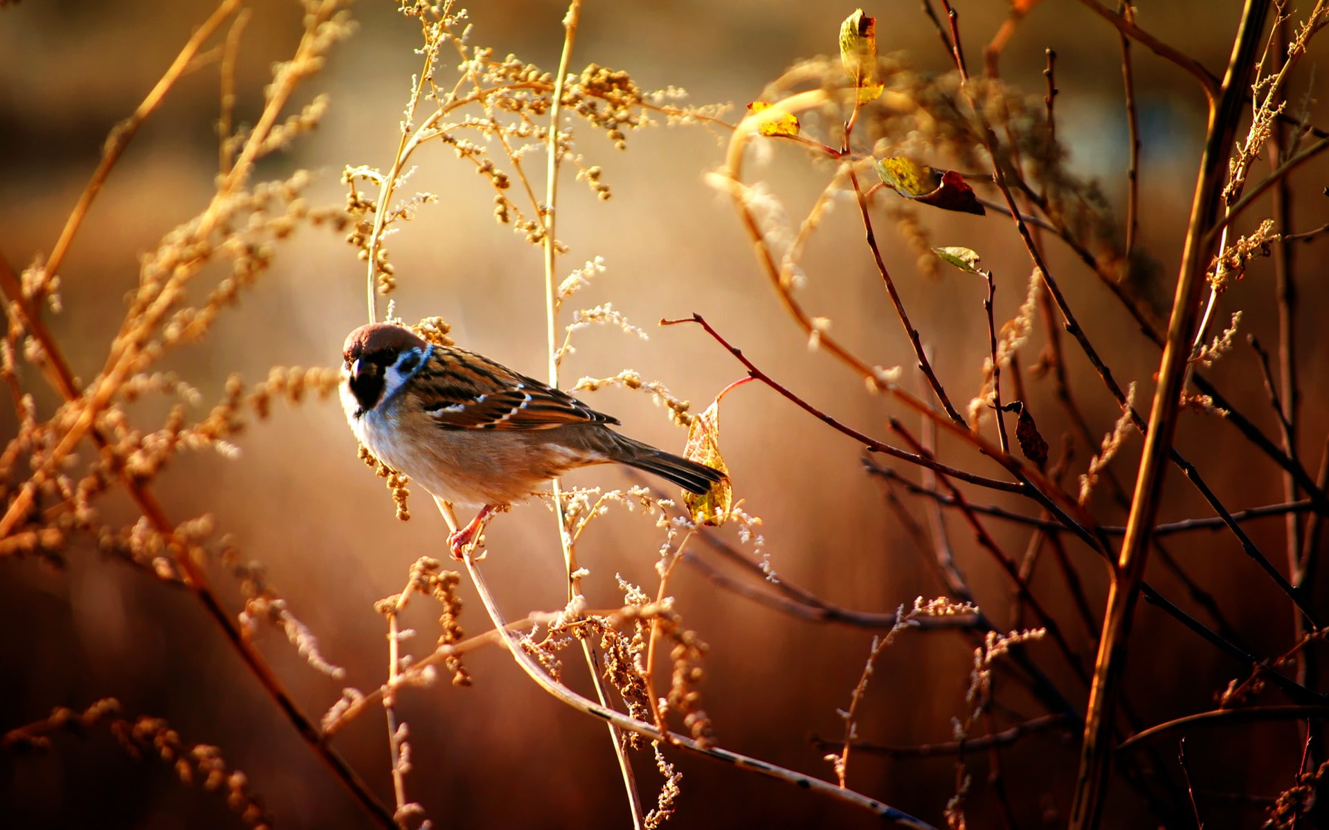 macro, branches, bird, Sparrow