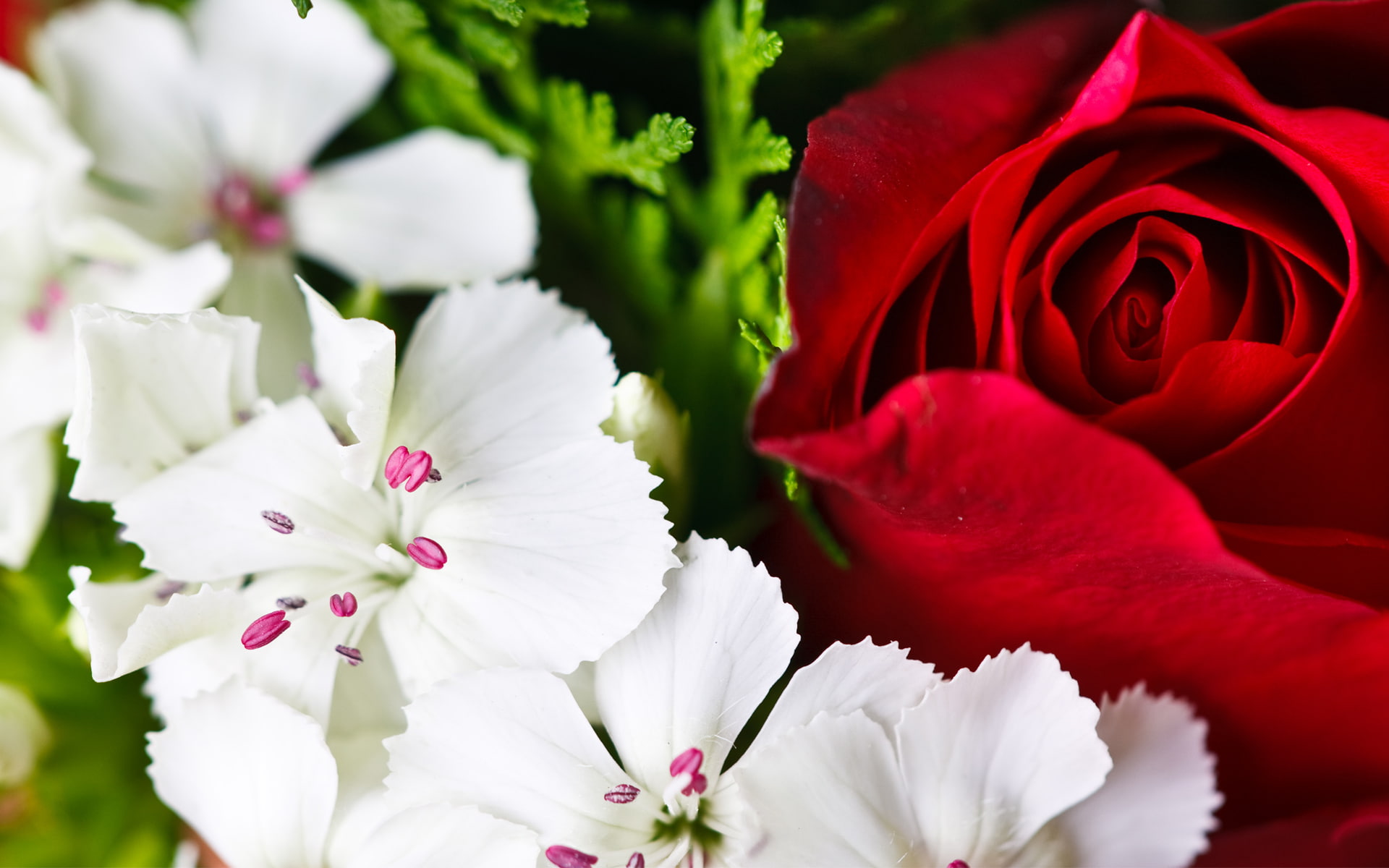 Colorful Flowers HD