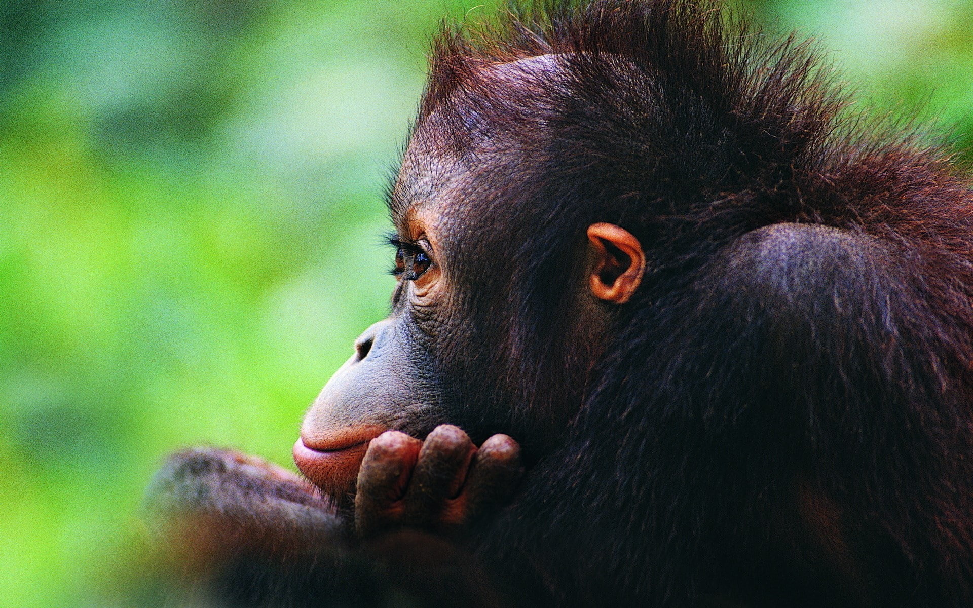 orangutan