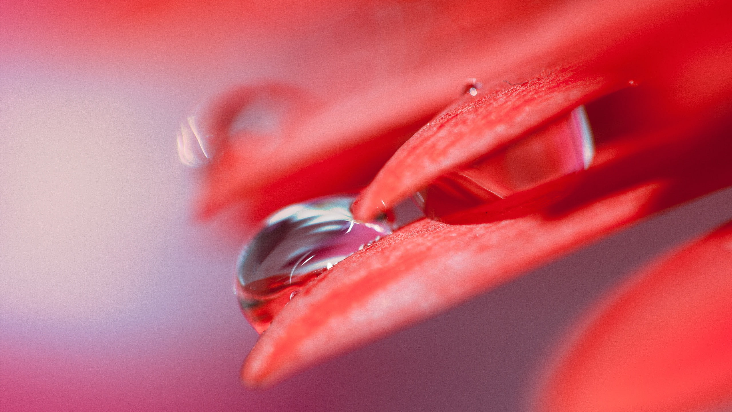 love, Drops, Leaf