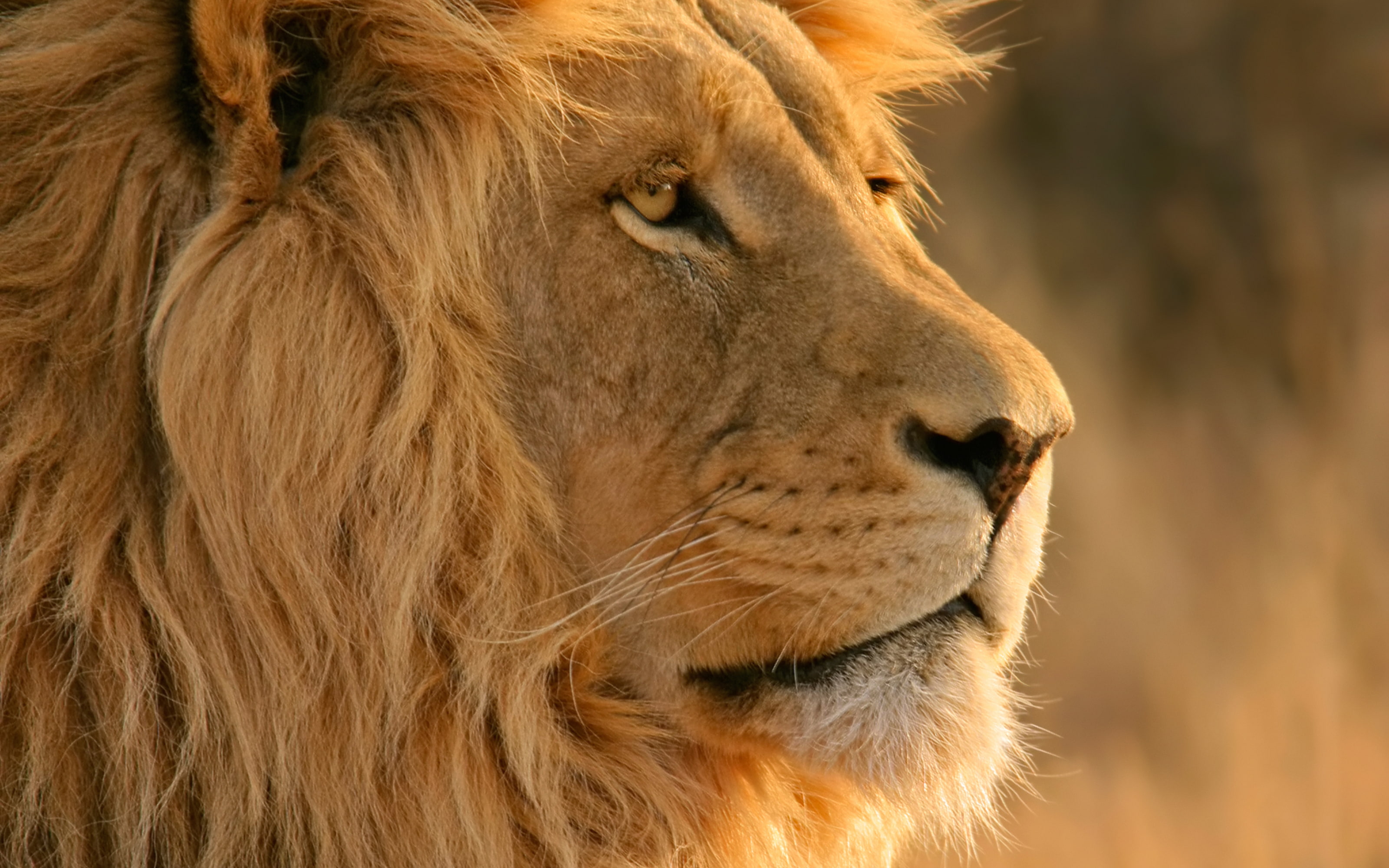 Leo, mane, mac