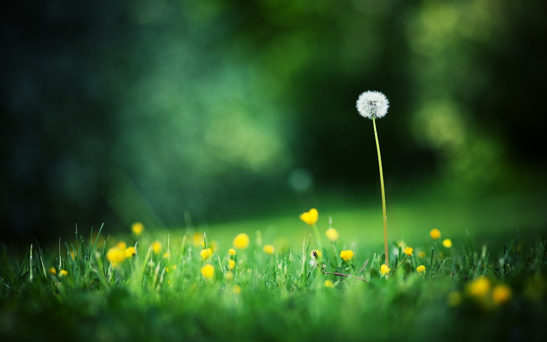 dandelion
