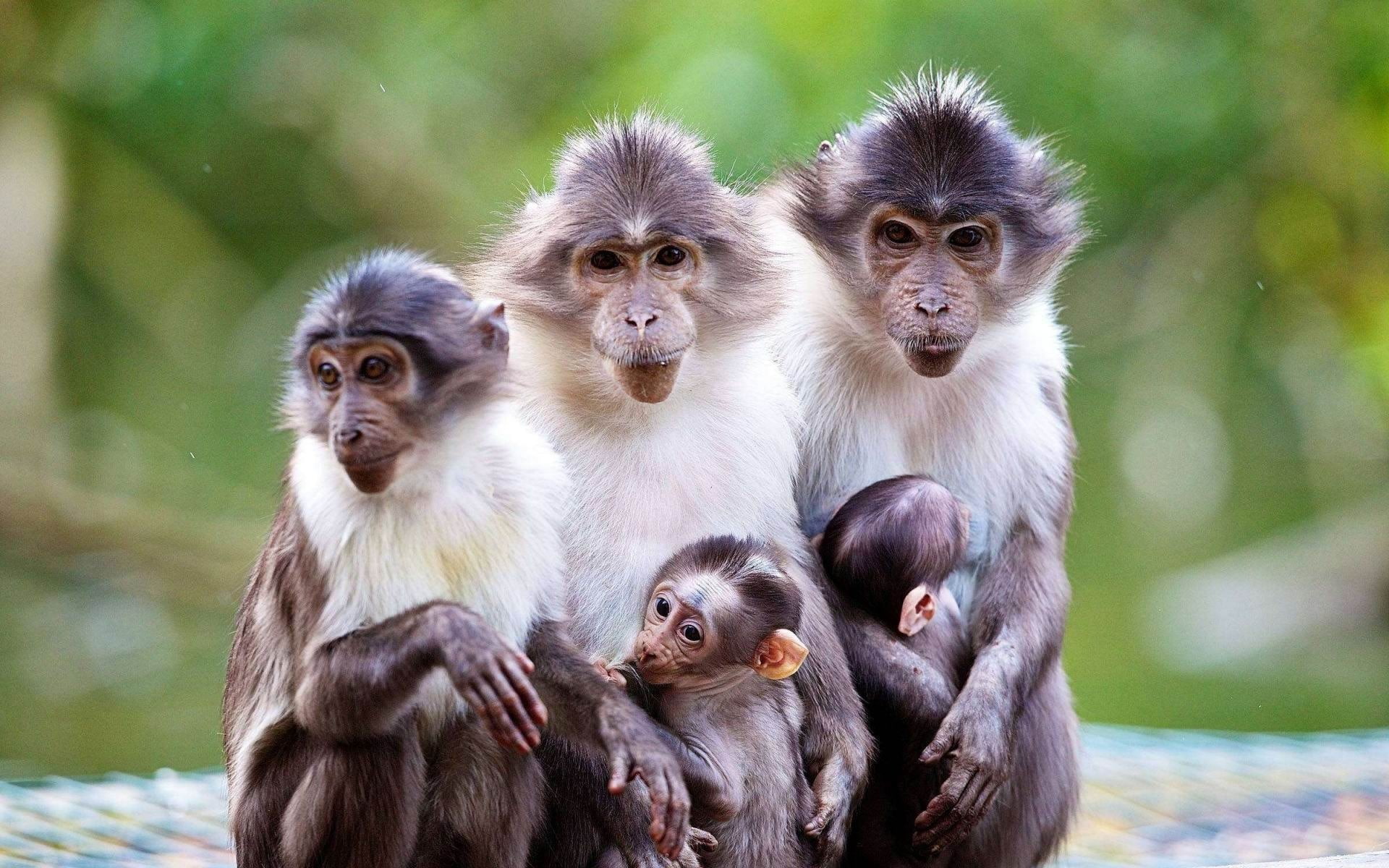 macaque monkeys-Animal Photo Wallpaper, three white monkeys, group of animals