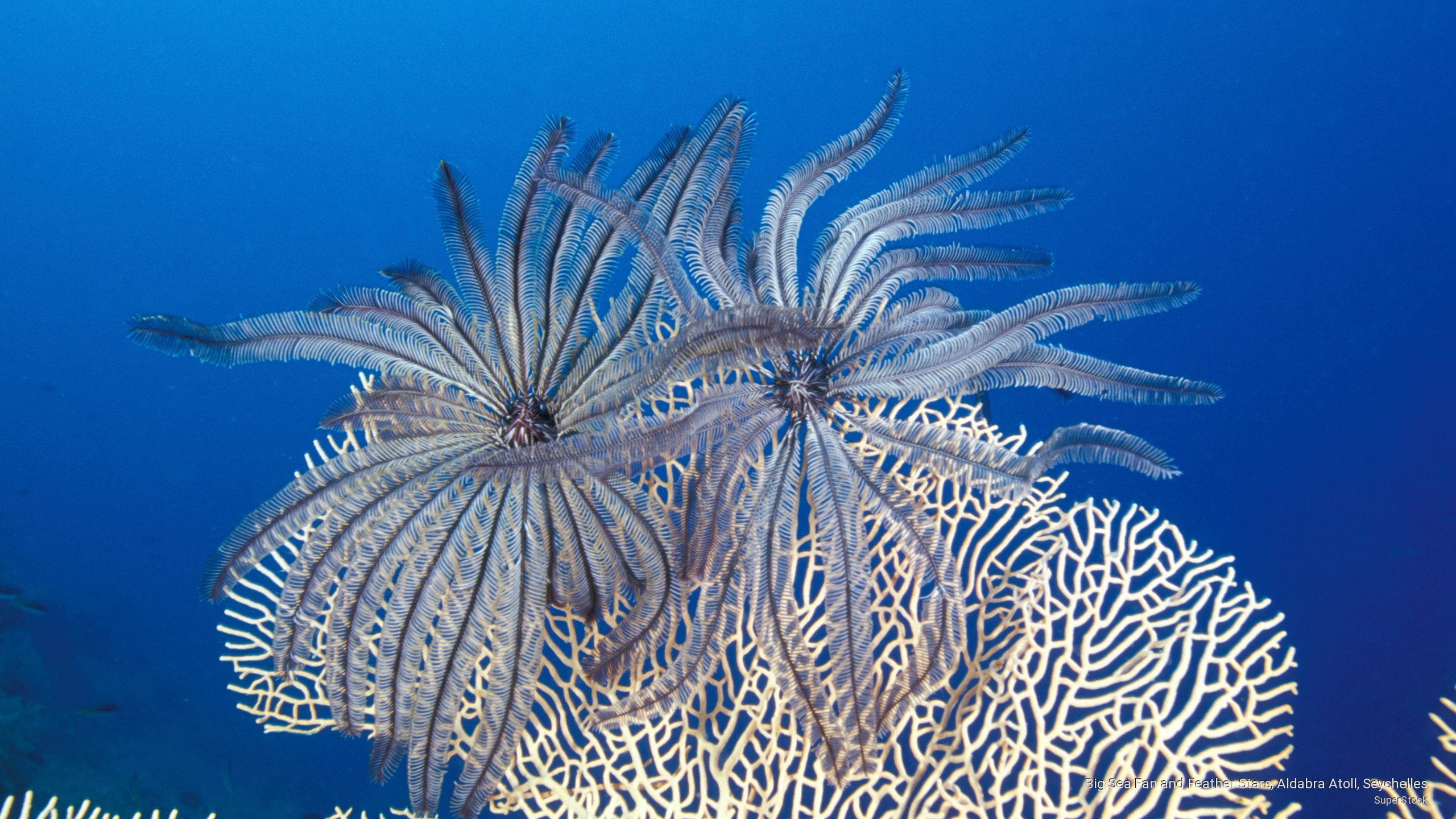 Big Sea Fan and Feather Stars, Aldabra Atoll, Seychelles, Ocean Life