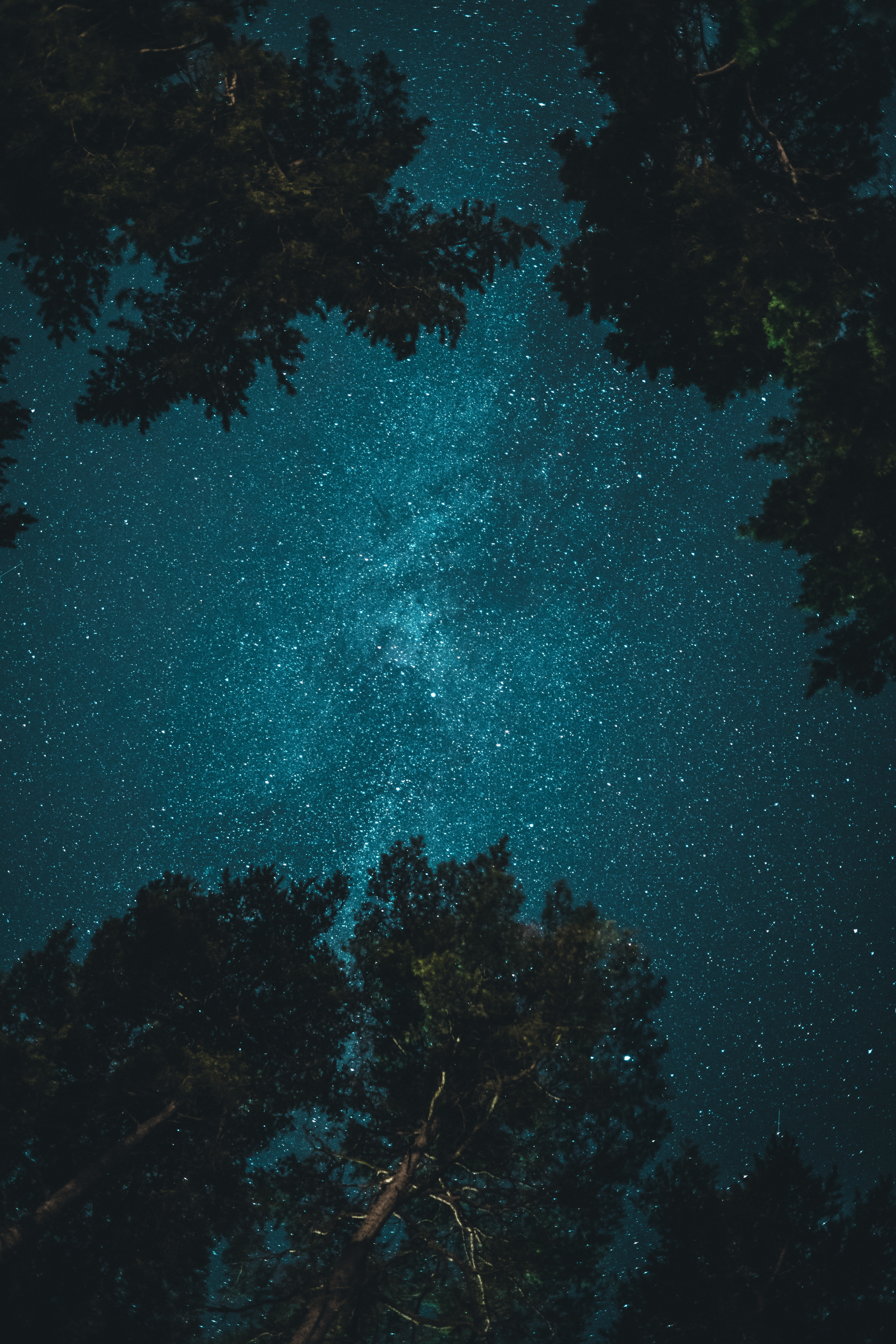cosmic star wallpaper, starry sky, trees, view from below, night