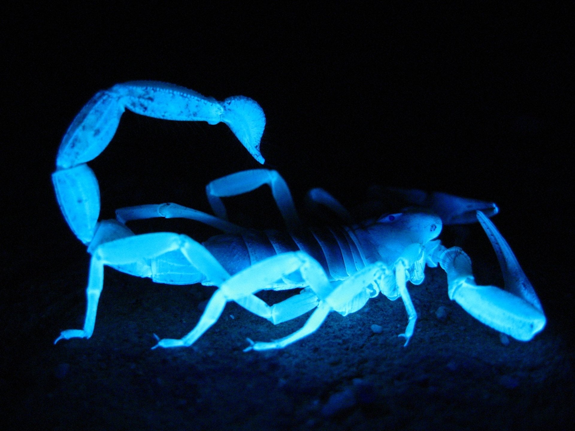 Animal, Scorpion, Arachnid, Blue, animal themes, animal wildlife