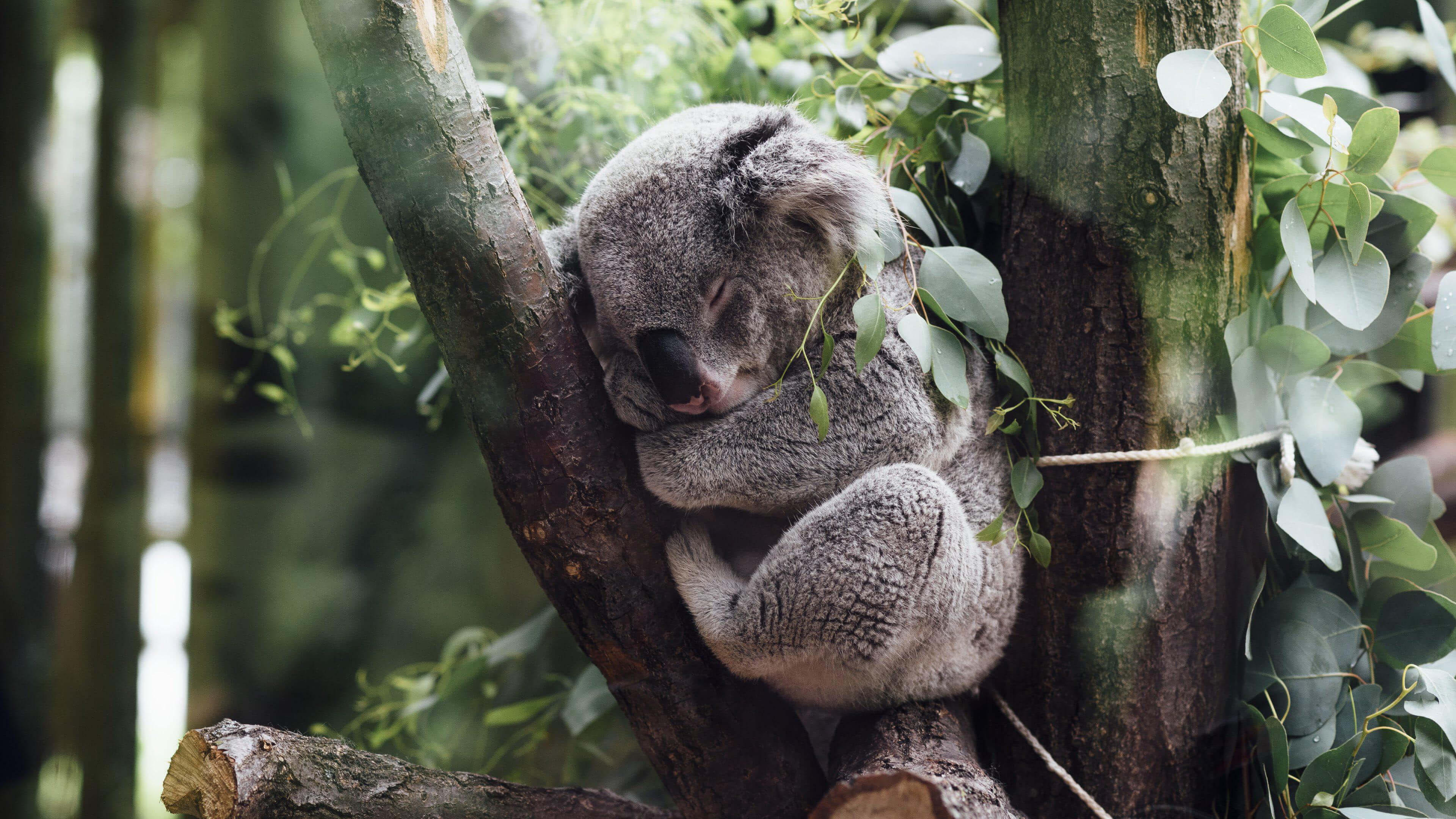 nature, animals, koalas, sleeping, trees, leaves, branch, baby animals