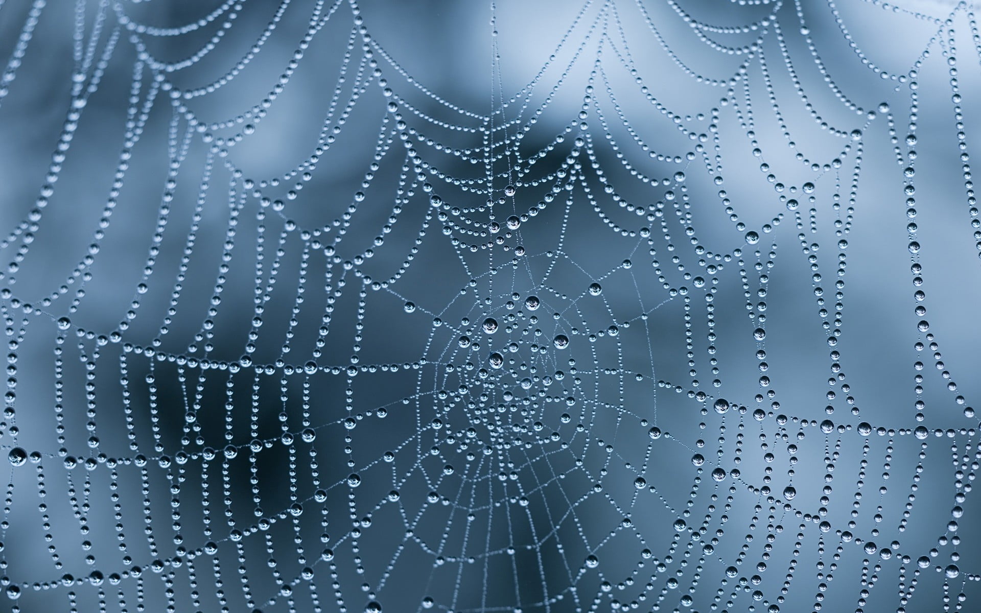 white spider web, drops, wet, nature, dew, backgrounds, close-up