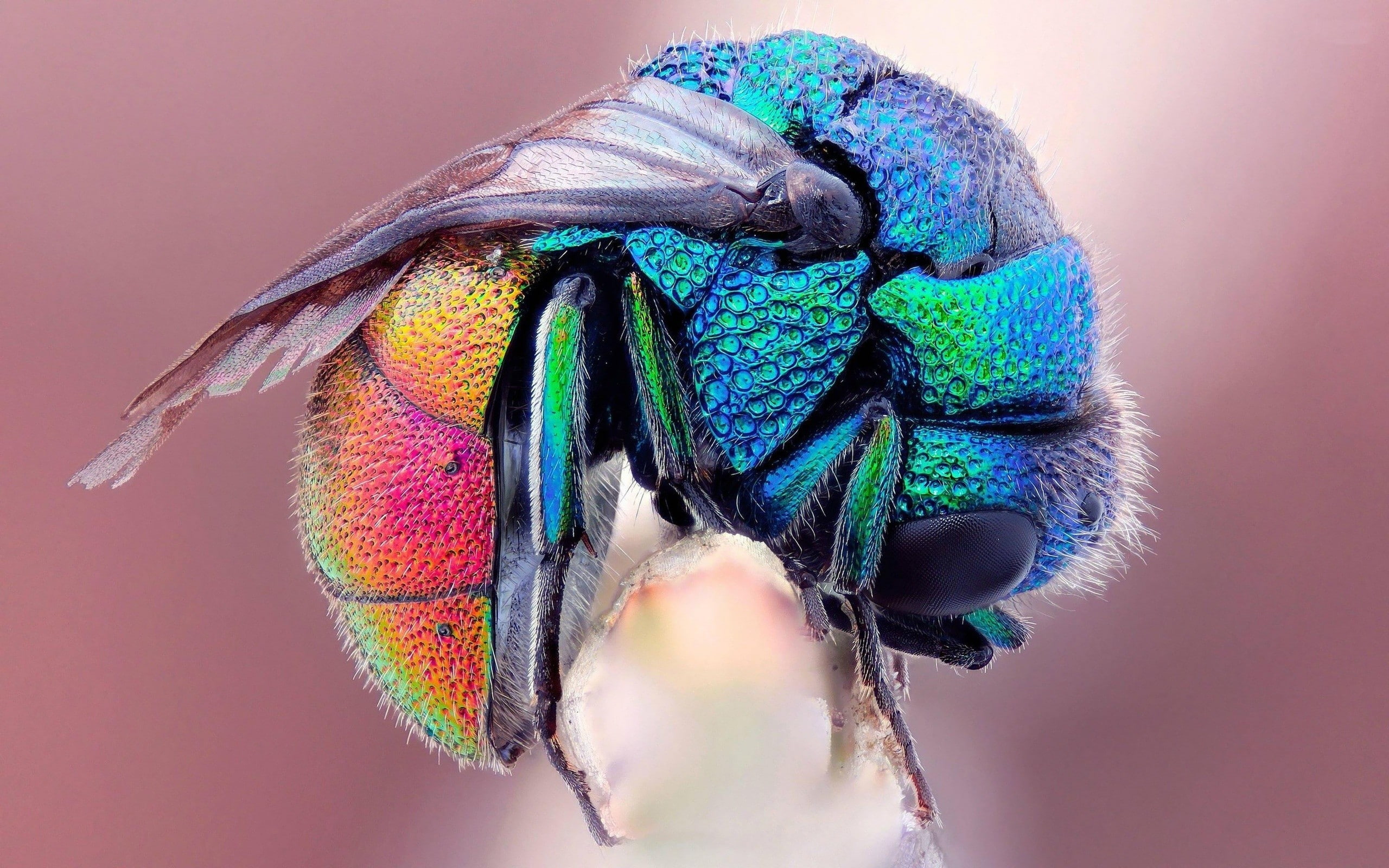 animals, insect, colorful, studio shot, close-up, multi colored