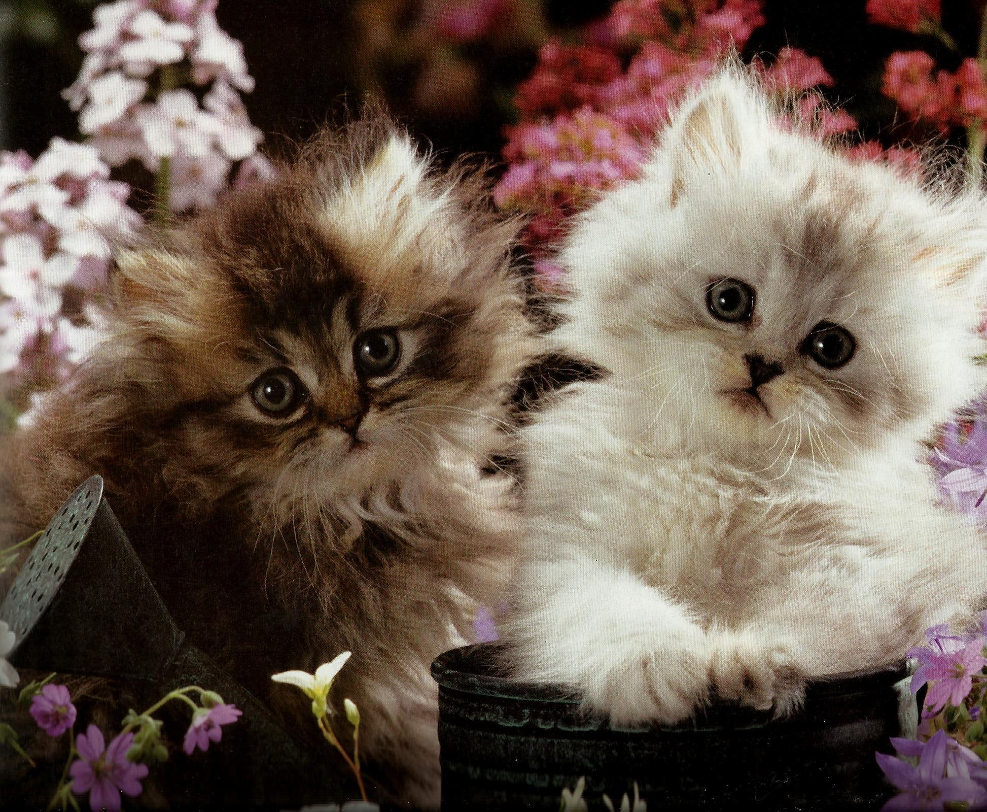 Two Kittens In A Flowerpot, two kittens, feline, water can, flowers