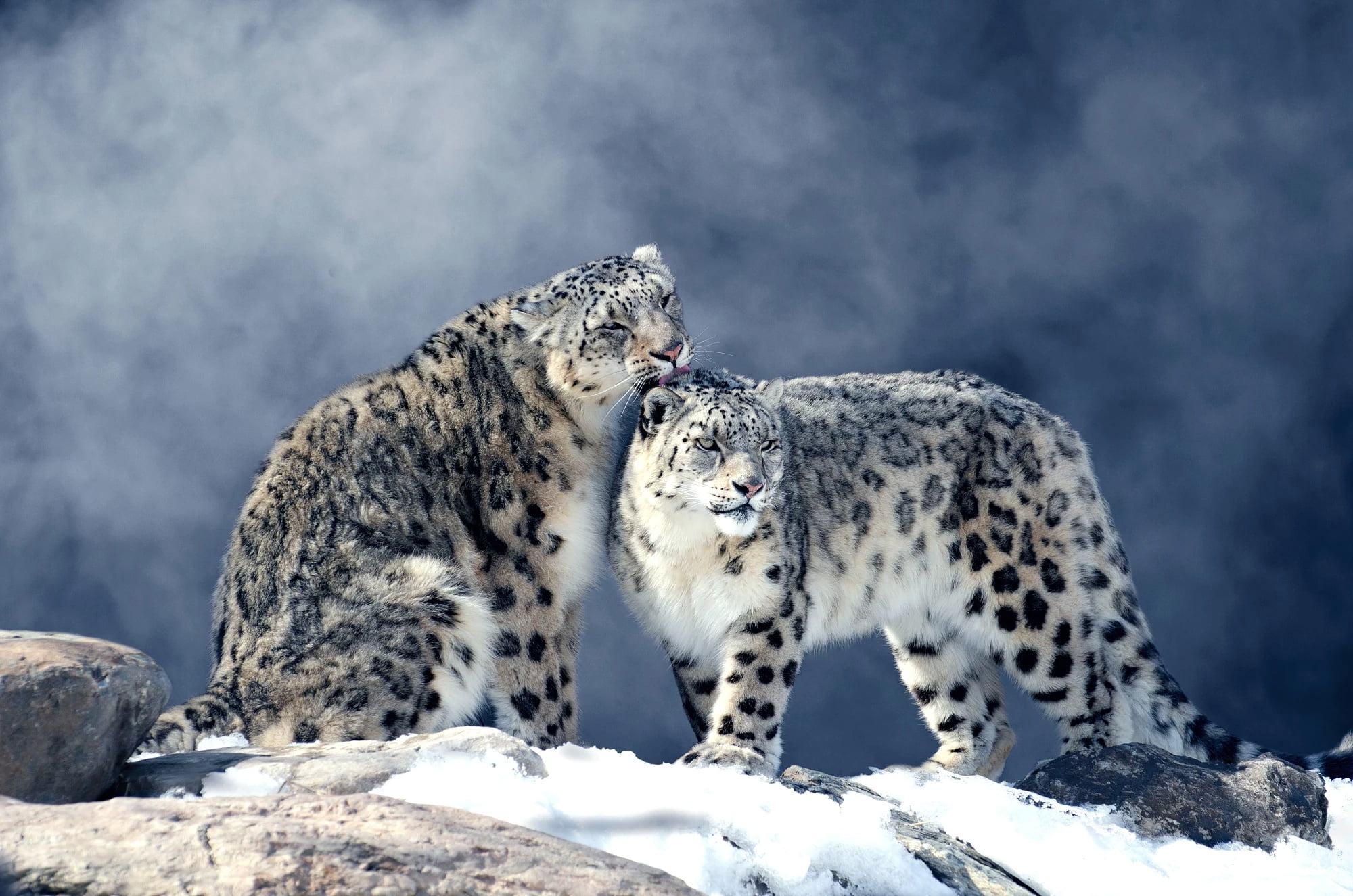Cats, Snow Leopard, Big Cat, Wildlife, Winter