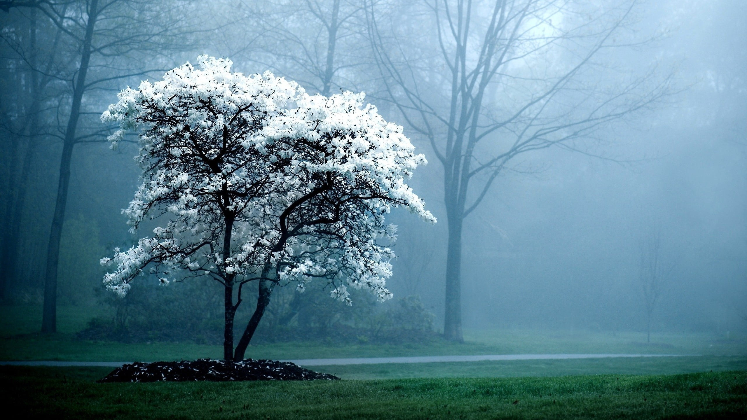 white leafed tree, nature, trees, mist, blossoms, spring, fog