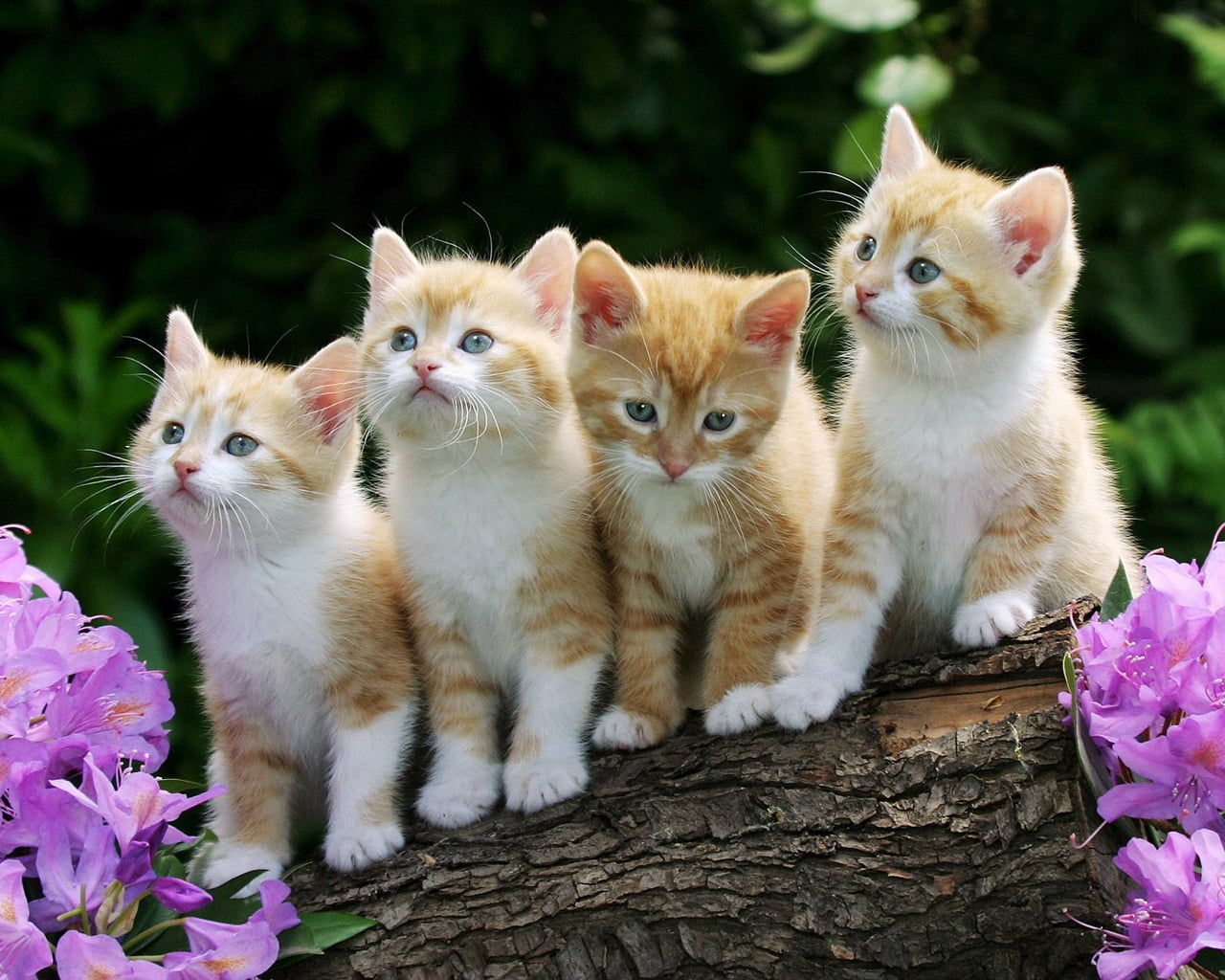 four orange kittens, flowers, fluffy, beautiful, domestic Cat
