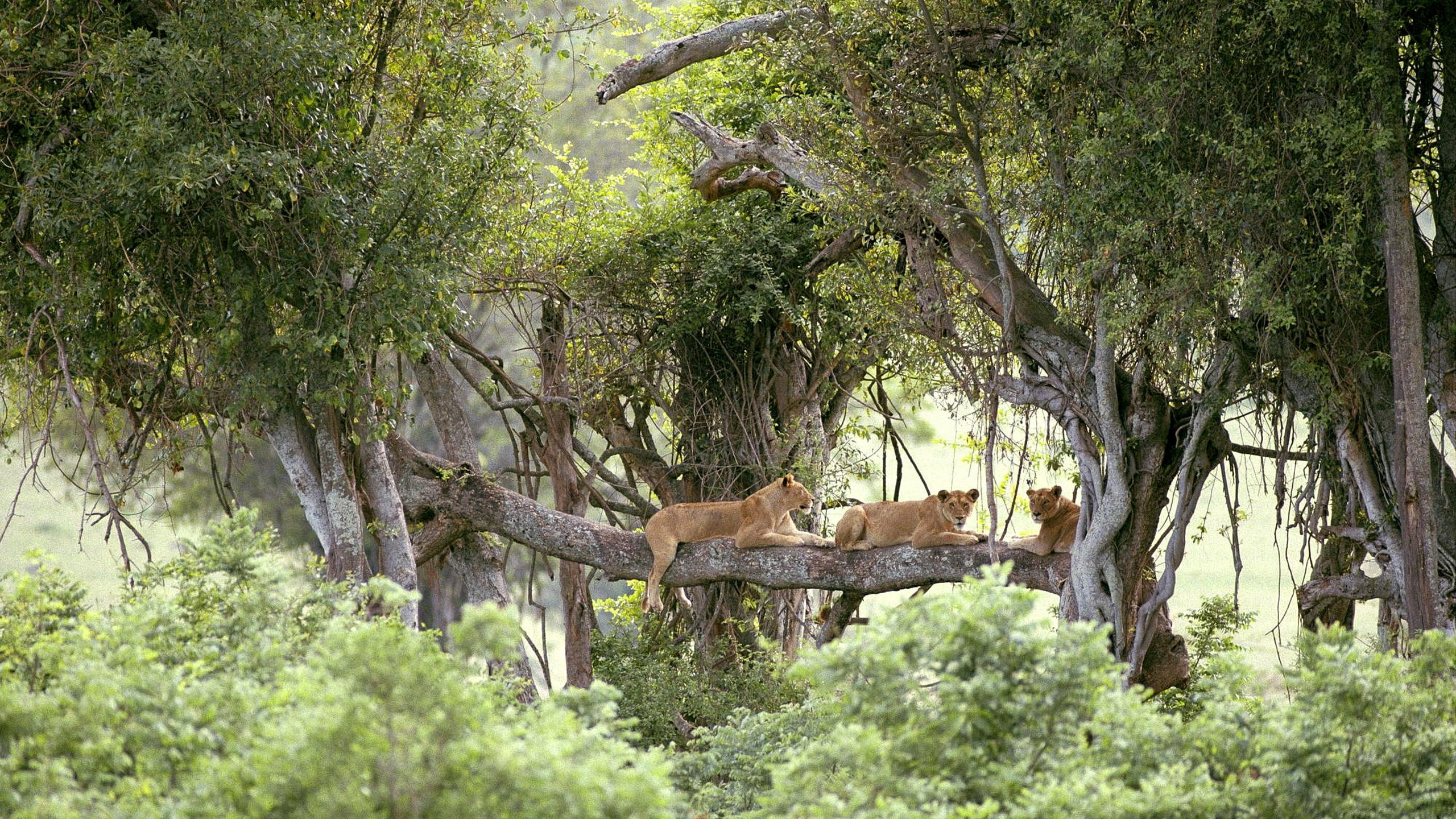 lionesses habitat image, tree, animal, animal themes, mammal