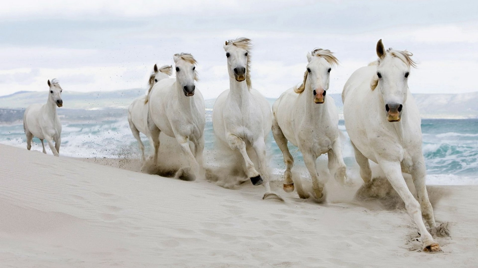 Horse Beach Sand Run HD, animals