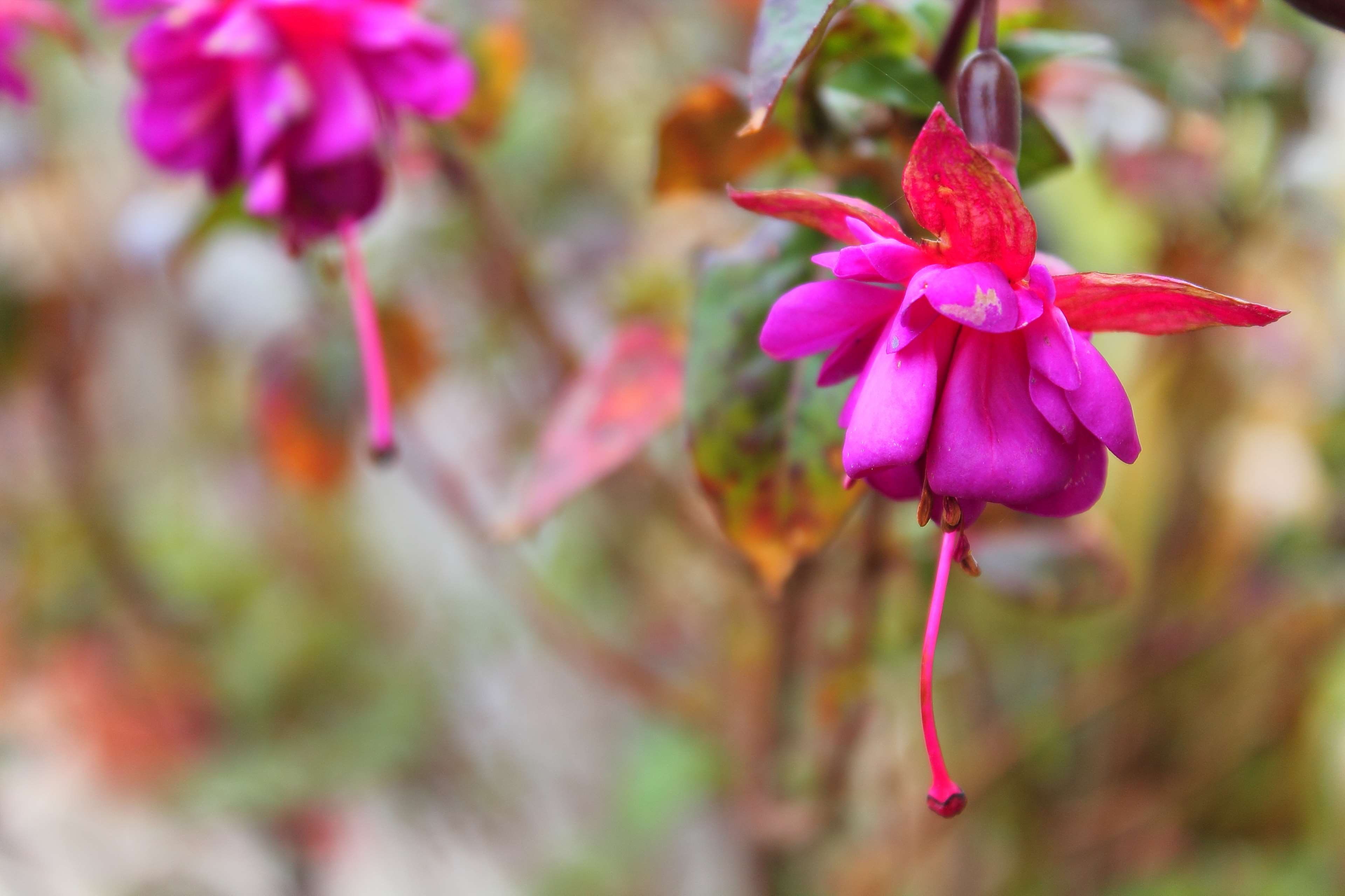 flower, fusha, nature, petal, pink, flowering plant, beauty in nature