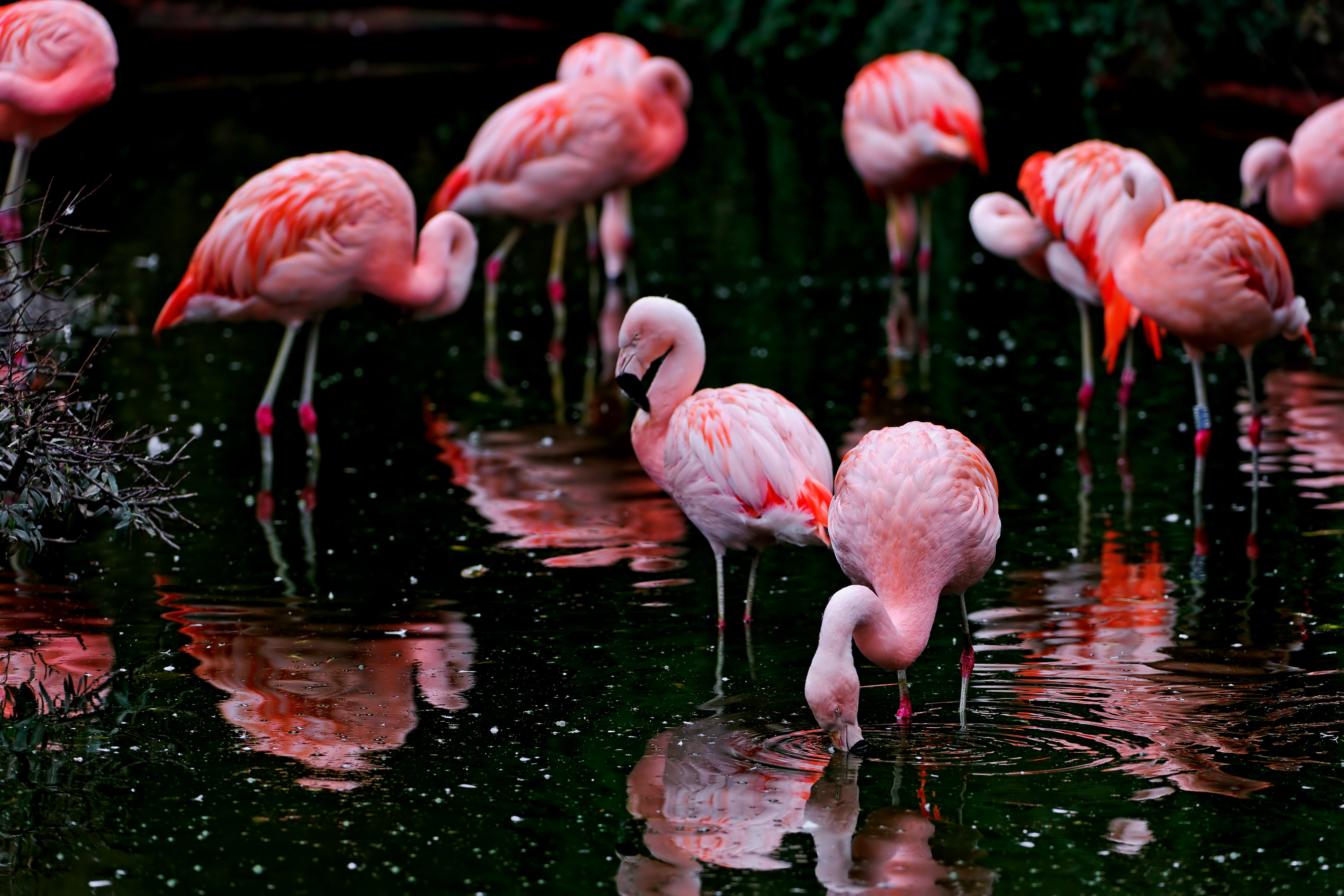 Flamingo flock, flamingoes, flamingoes, black, pink, birds, water