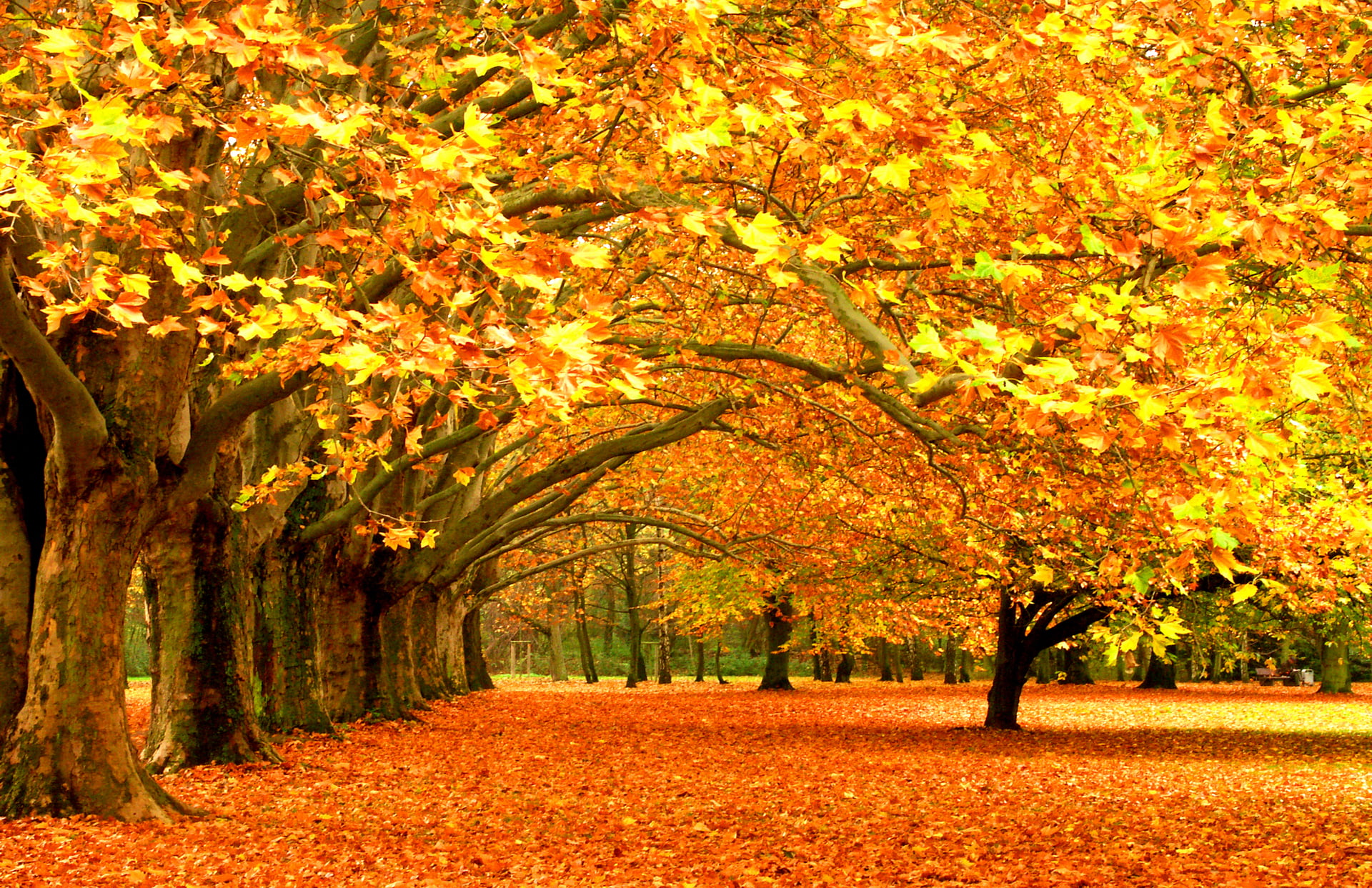 brown trees, leaves, Park, foliage, falling leaves, forest trees